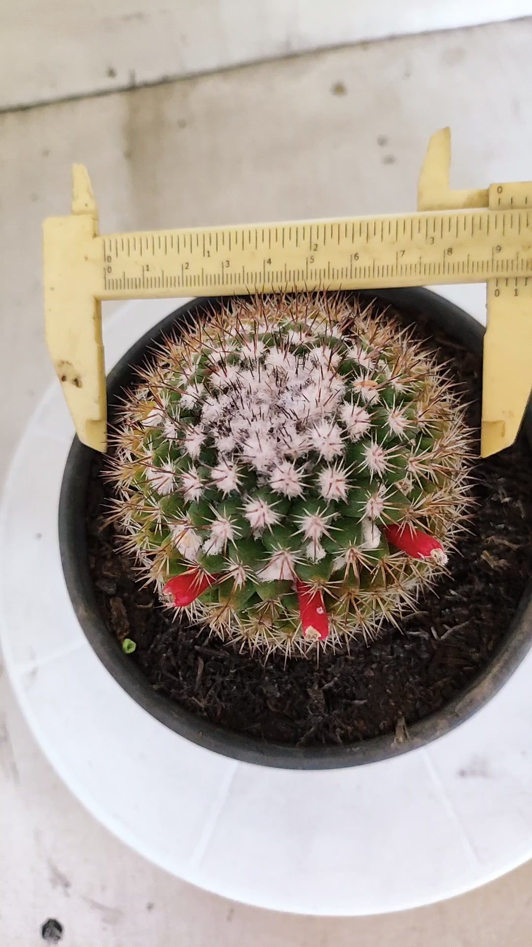 Matriz Cacto Mammillaria "MAMMILLARIS" Nº 82 - vaso 15