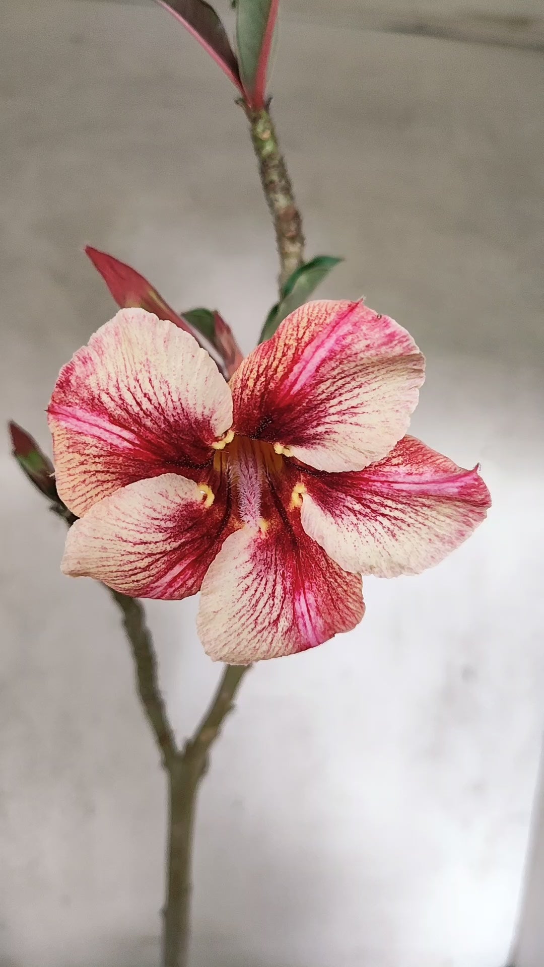 Planta Simples 3569 – 30cm – 02 anos