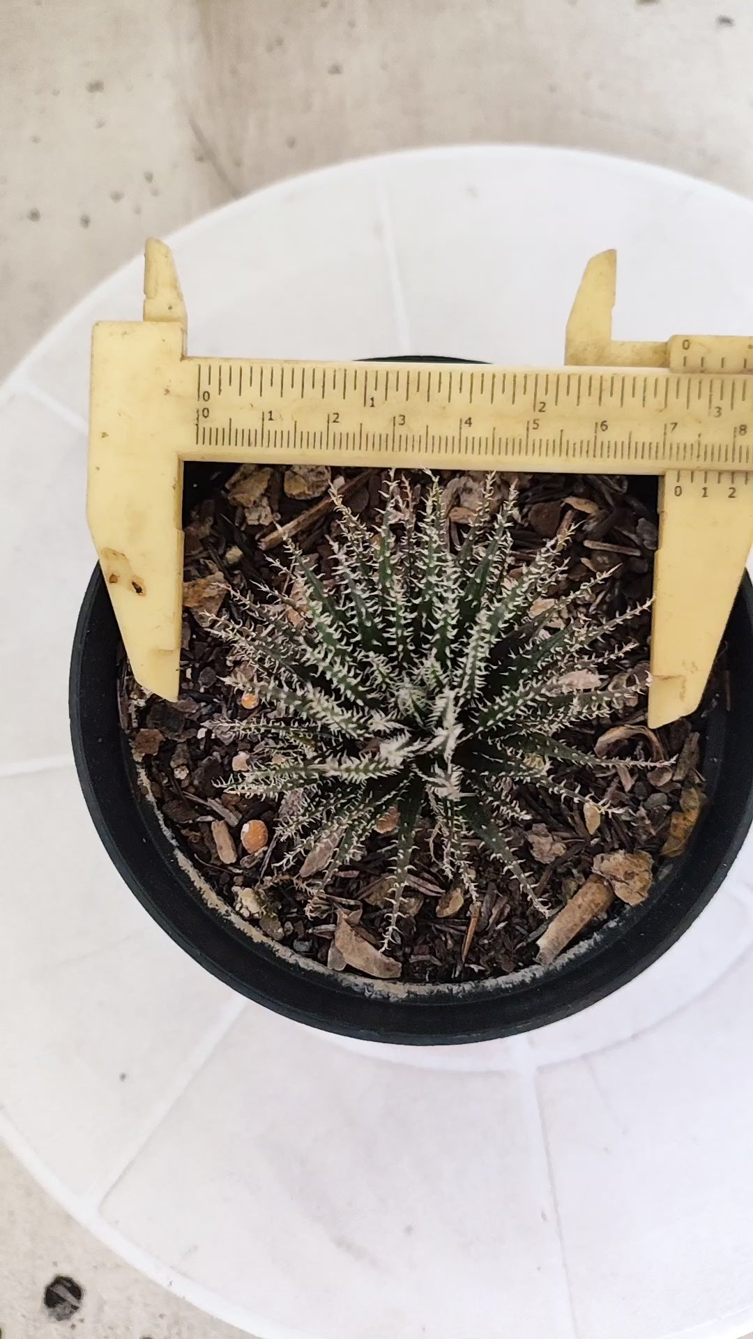 Aloe Haworthioides Baker  N° 20 - Vaso 11