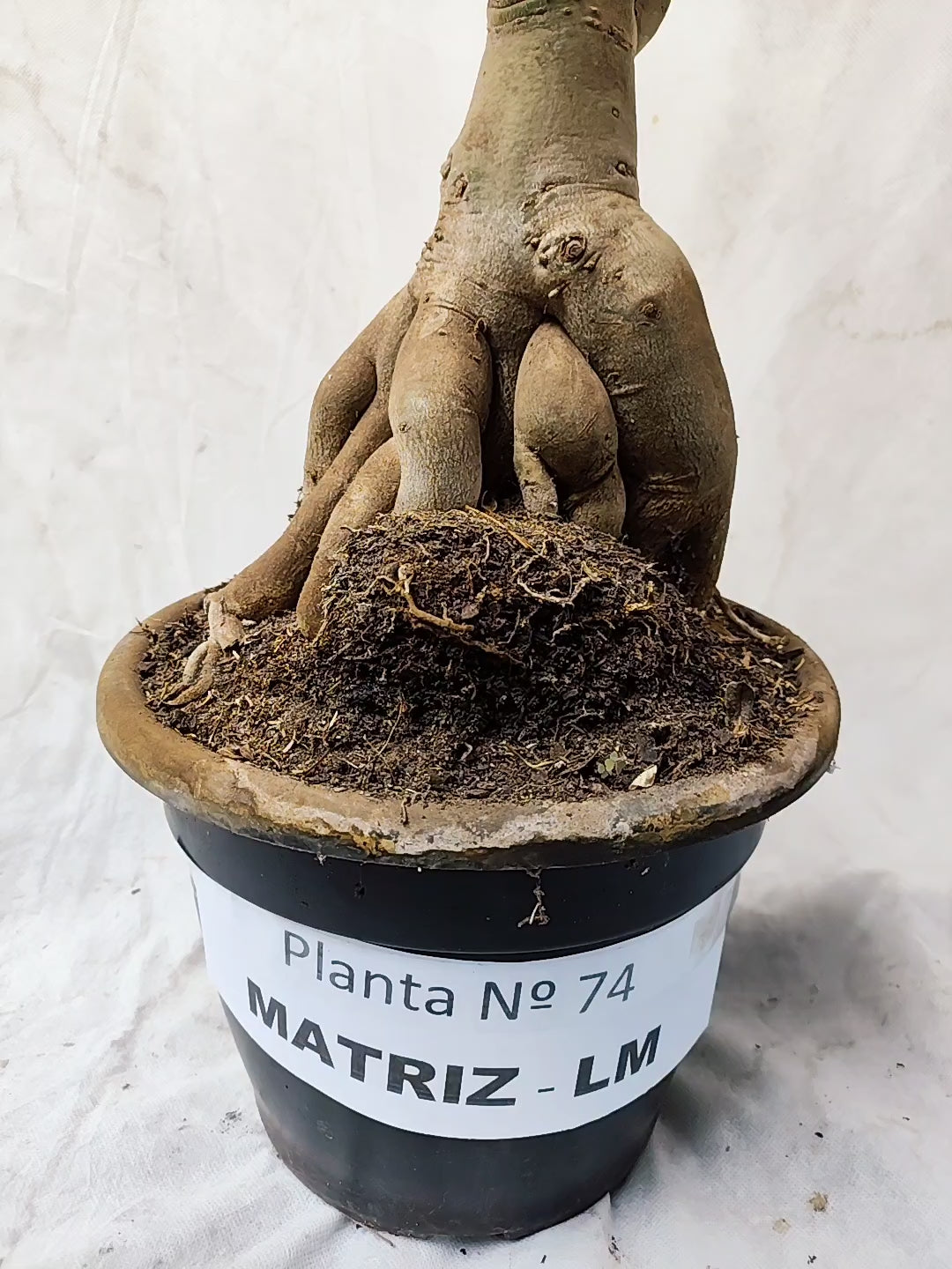 Planta MATRIZ SIMPLES Nº 74 – 1,0m – 10 anos