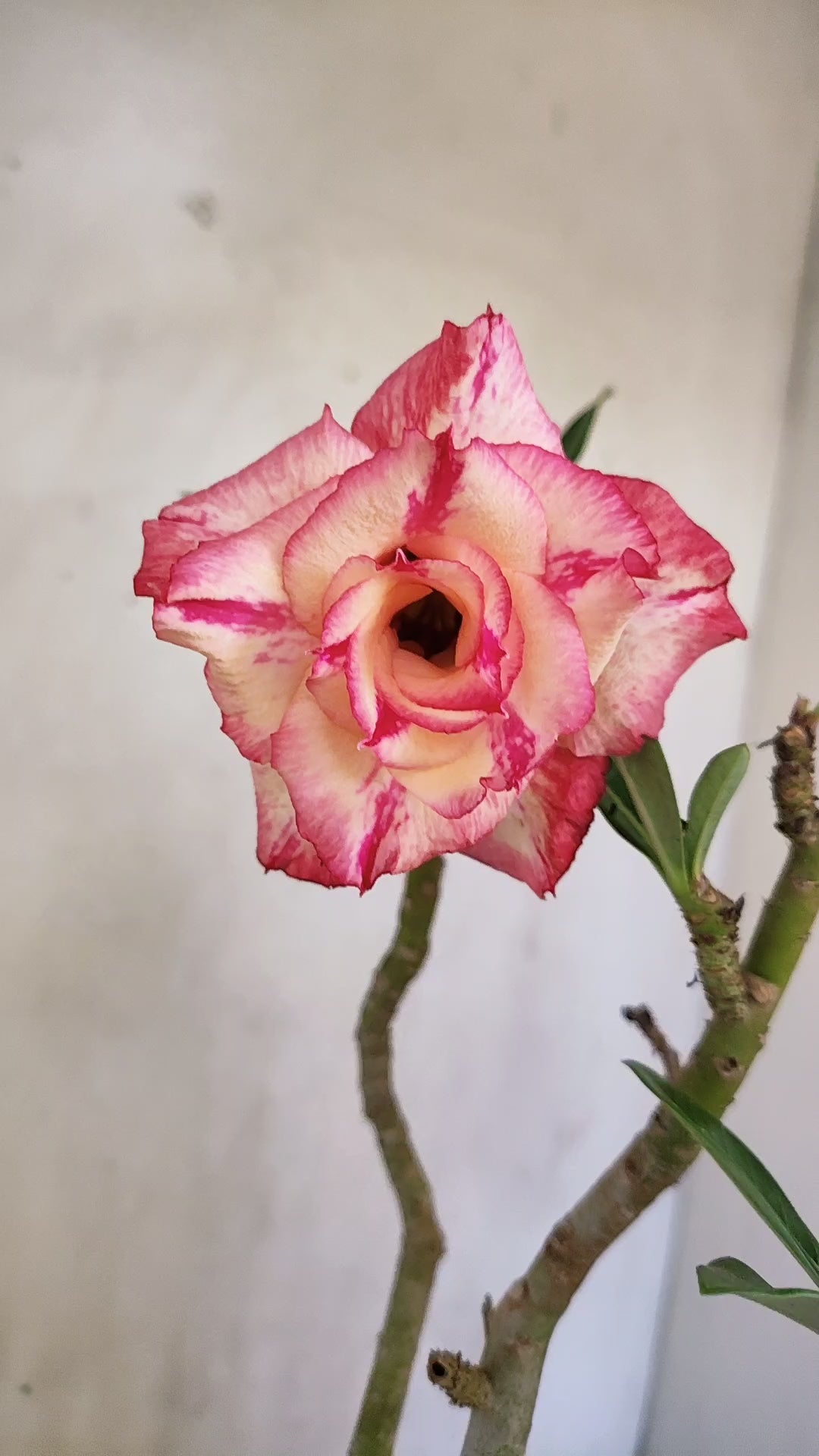 Planta Dobrada 4071 –  30cm – 02 anos - Vaso 15