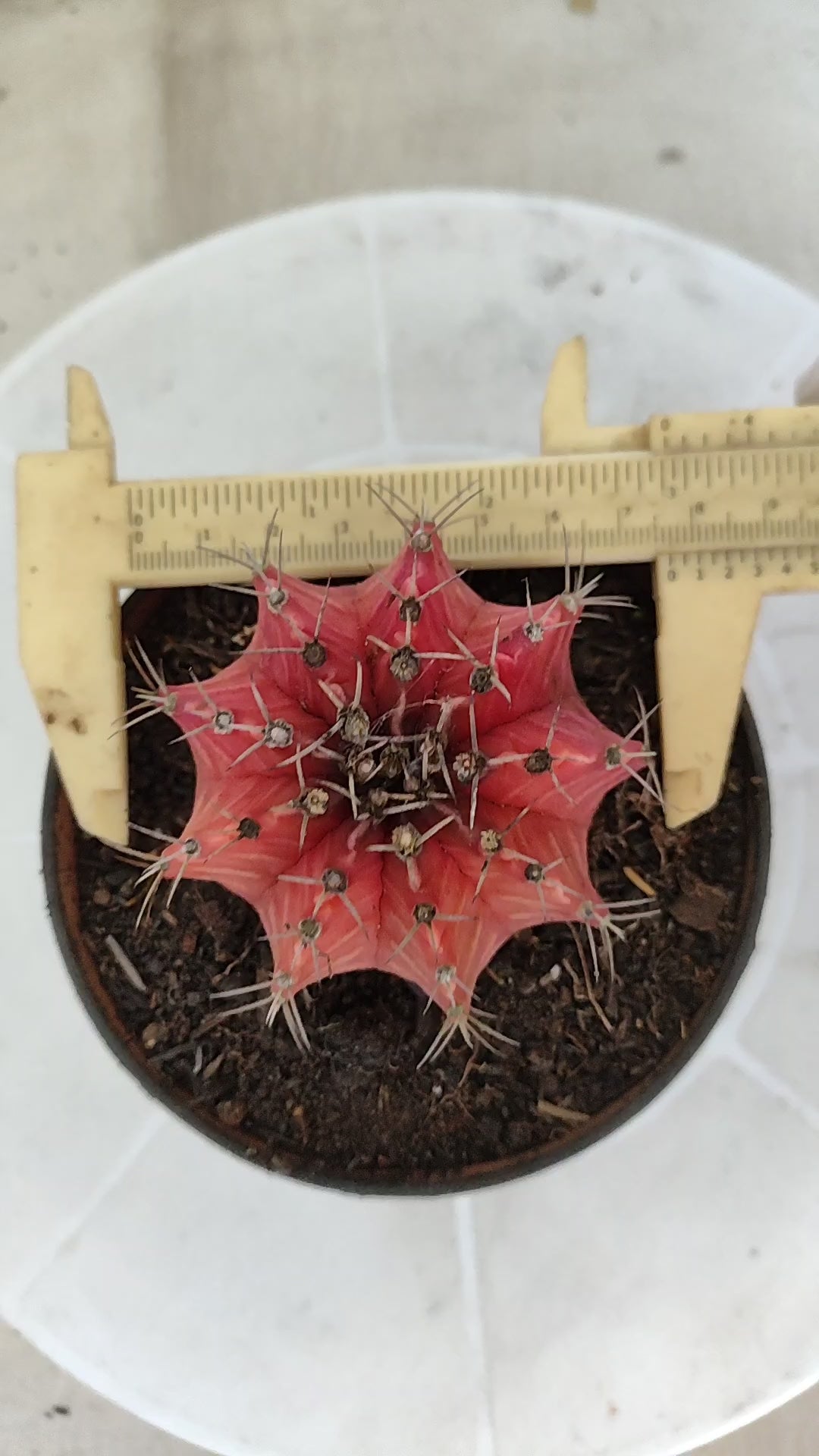Matriz GYMNOCALYCIUM Mihanovichii Variegata Nº 1671 – vaso 11