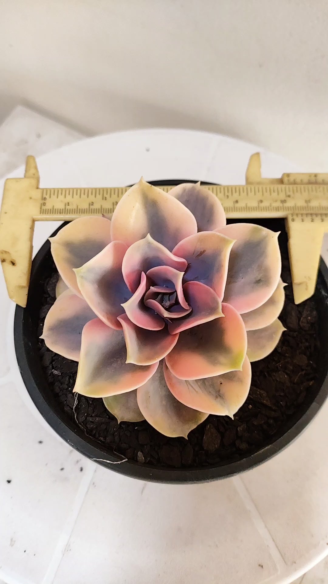 Suculenta Echeveria 'Rainbow" Arco-iris  N° 80 - Vaso 15