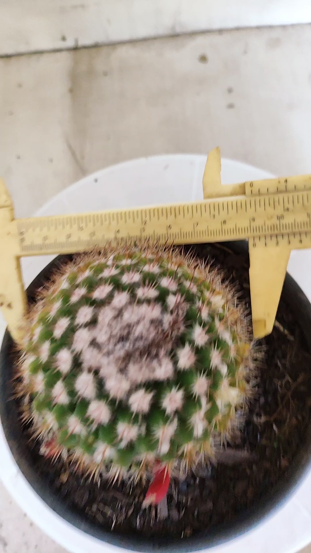 Matriz Cacto Mammillaria "MAMMILLARIS" Nº 83 - vaso 15