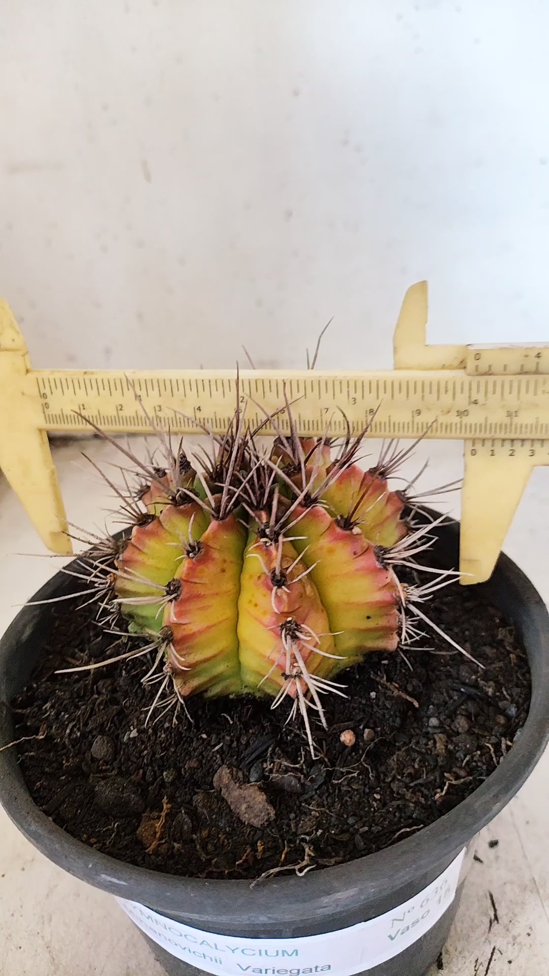 GYMNOCALYCIUM Mihanovichii Variegata  Nº 636 – vaso 15