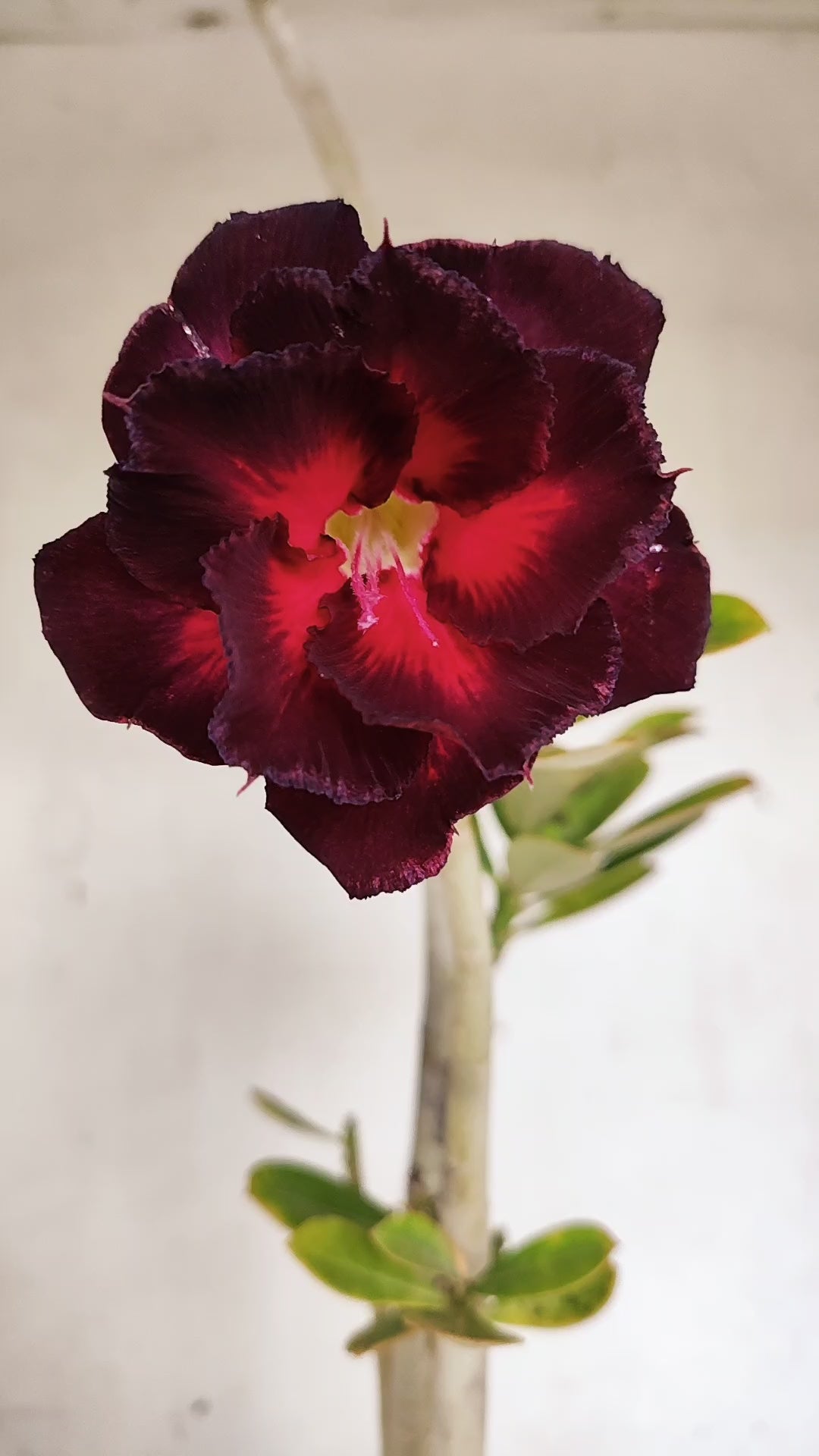 Planta Dobrada 3963 – 35cm – 03 anos