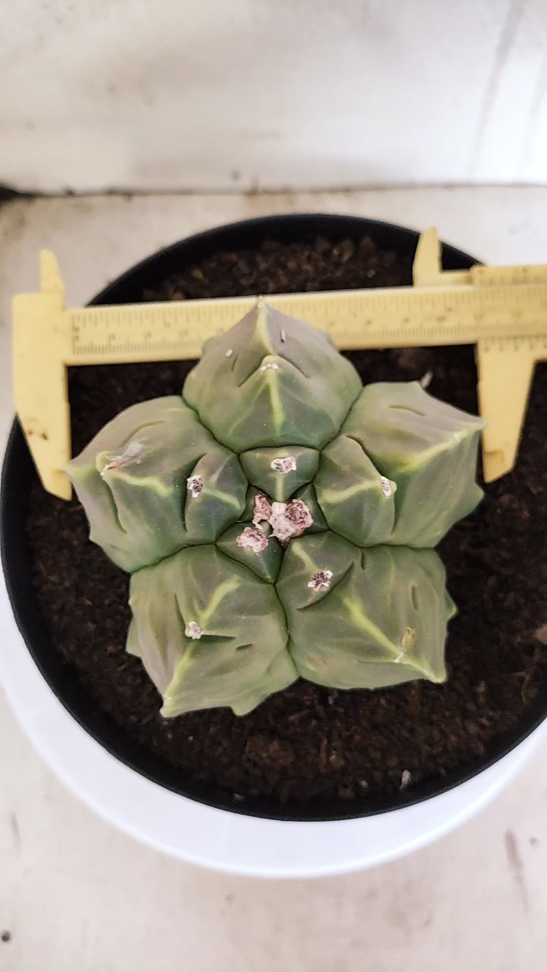 MATRIZ ASTROPHYTUM cv KIKKO "Fukuryu"  Nº 609 – vaso 17
