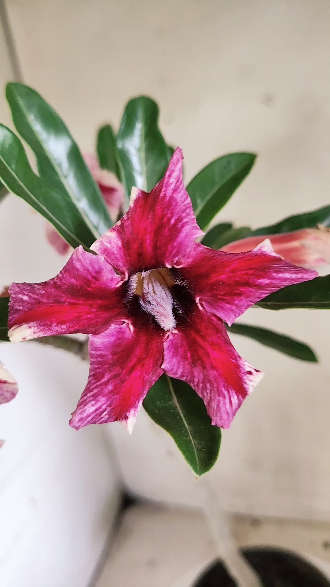 Planta Simples 3664 – 30cm – 02 anos