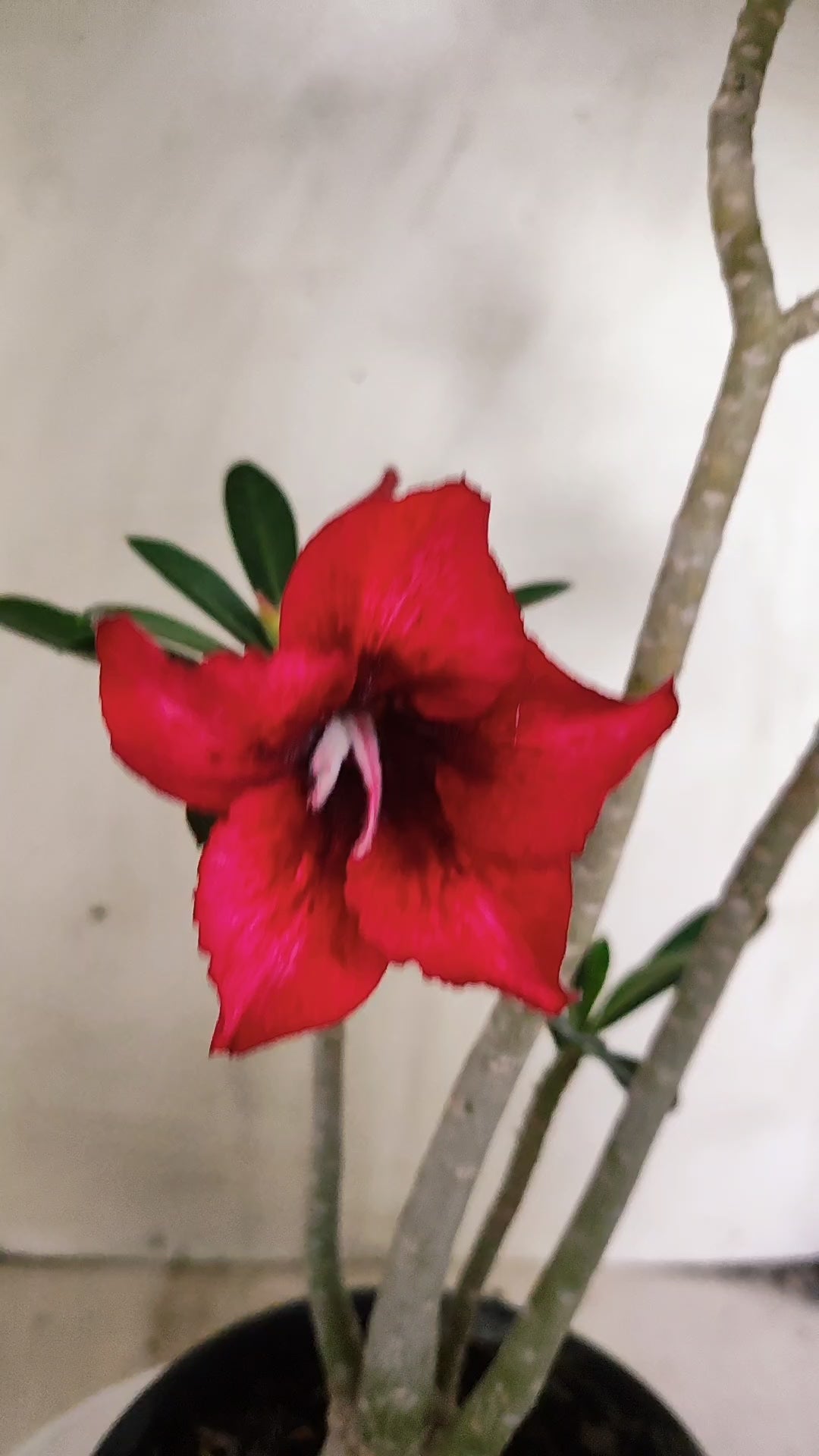 Planta Simples 3623 – 30cm – 03 anos - vaso 15
