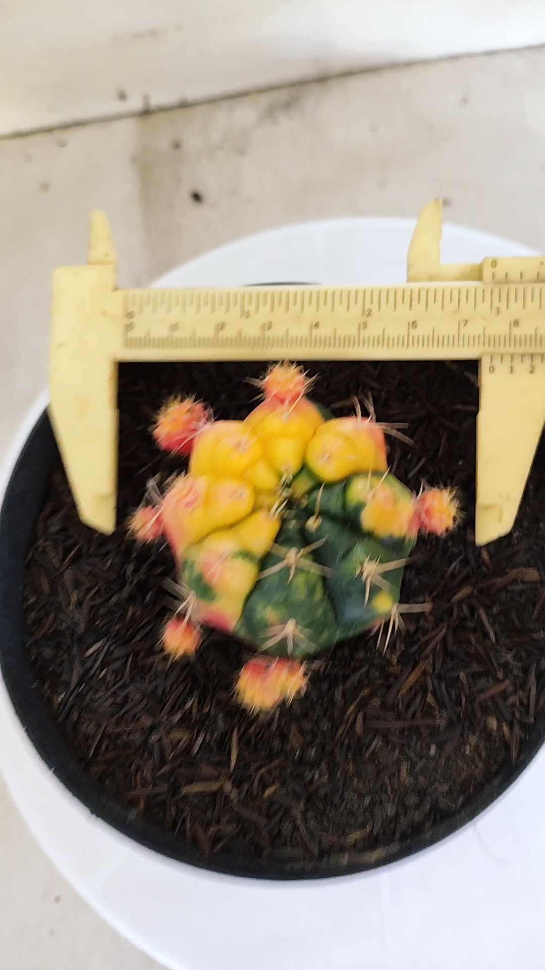 GYMNOCALYCIUM DAMSII Variegata Nº 626 – vaso 15