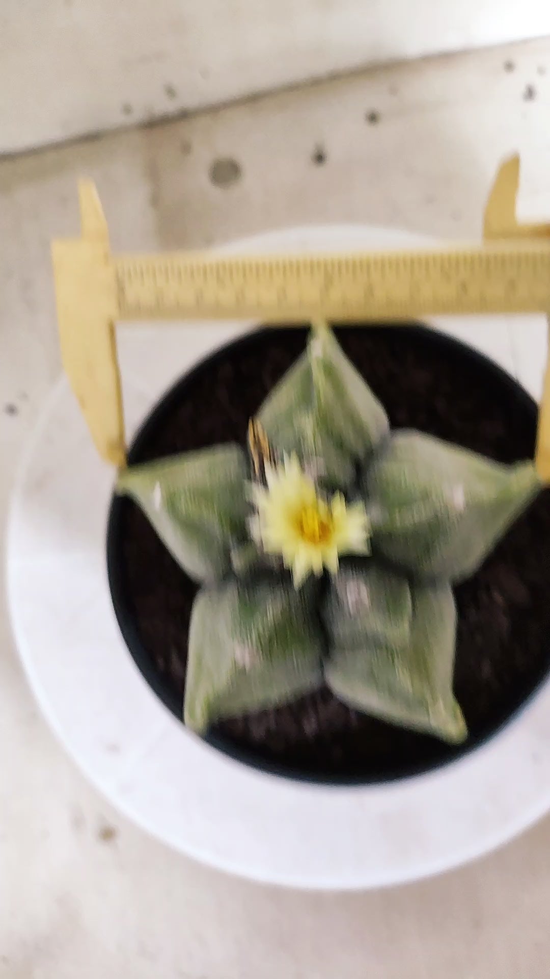 MATRIZ ASTROPHYTUM cv KIKKO "Variegata"  Nº 806 – vaso 15