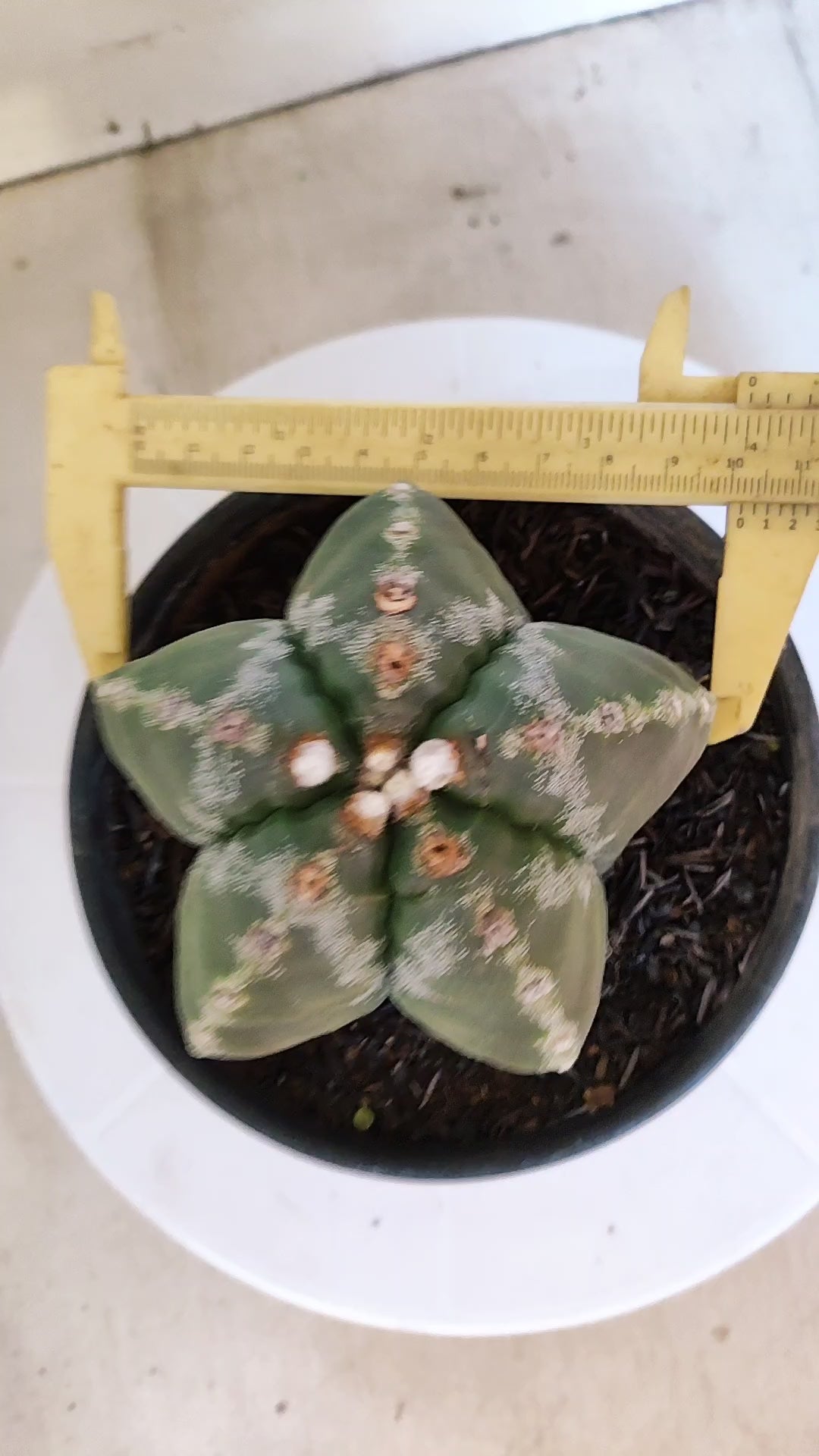 MATRIZ ASTROPHYTUM cv KIKKO  Nº 1186 – vaso 15