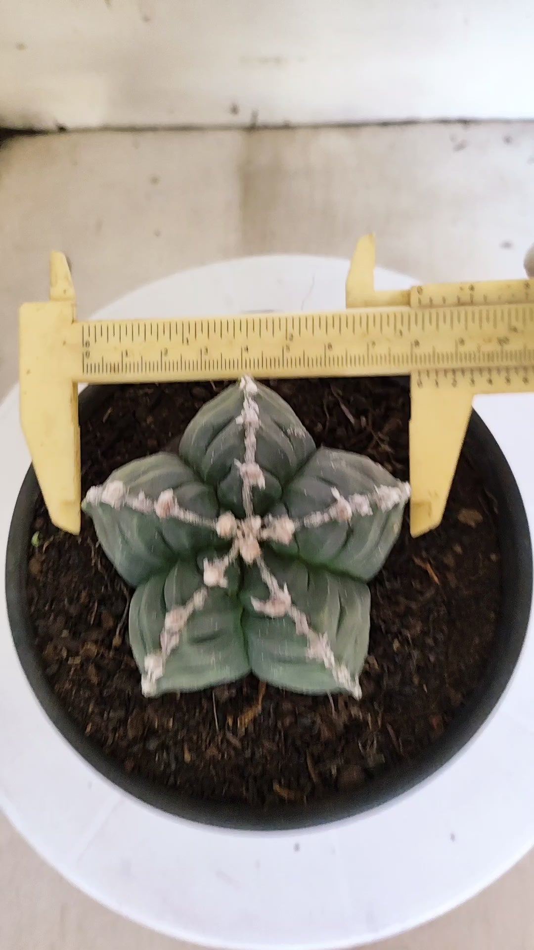 MATRIZ ASTROPHYTUM cv KIKKO  Nº 1261 – vaso 15