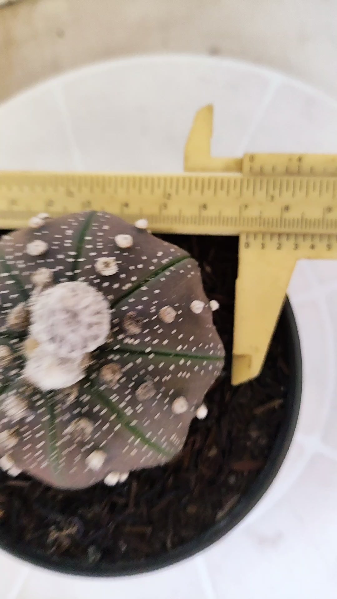 ASTROPHYTUM ASTERIAS "STAR SHAPE - Purple"   Nº 1140 – vaso 11