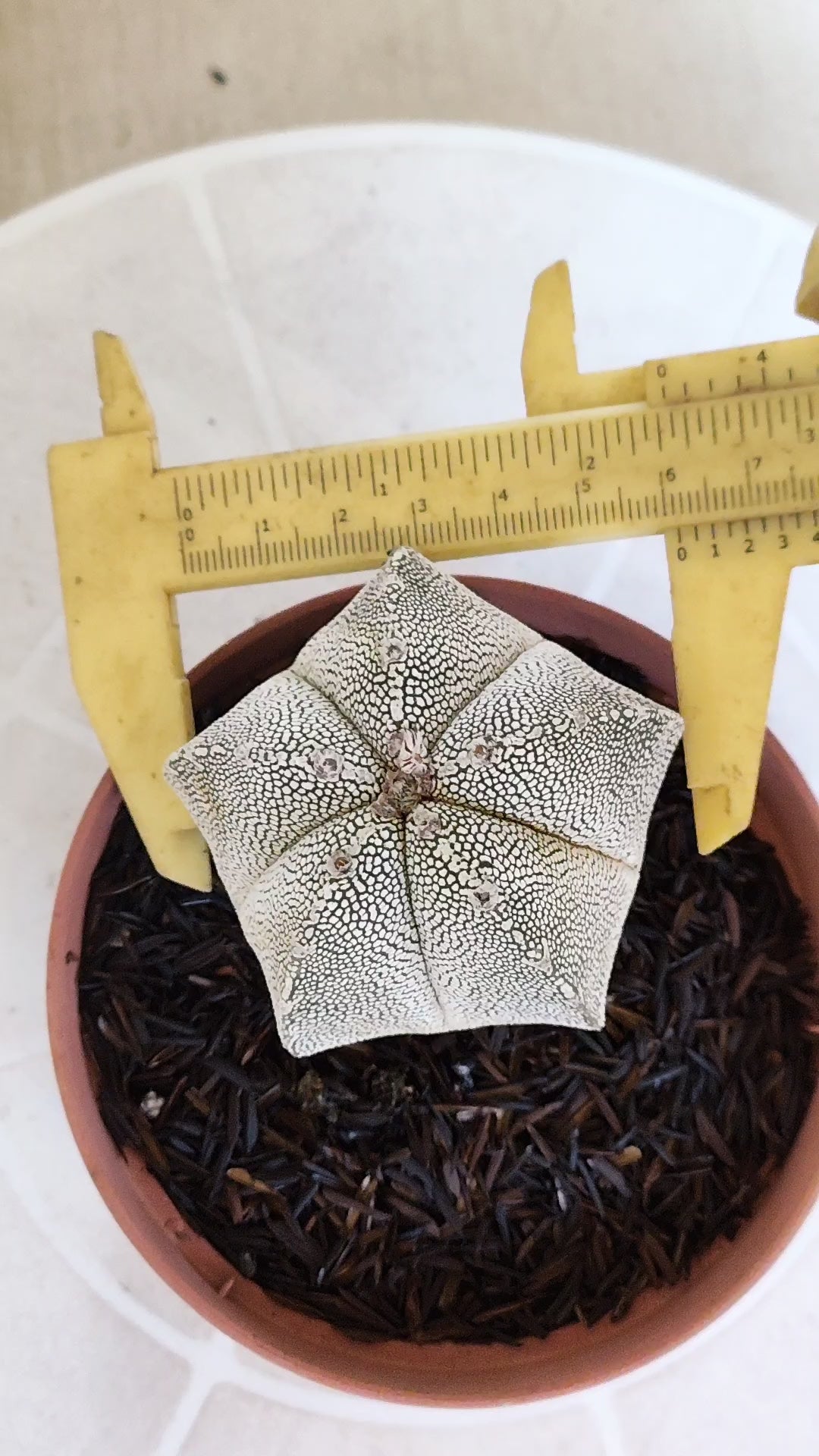 ASTROPHYTUM MYRIOSTIGMA Onzuka  Nº 773 – vaso 11