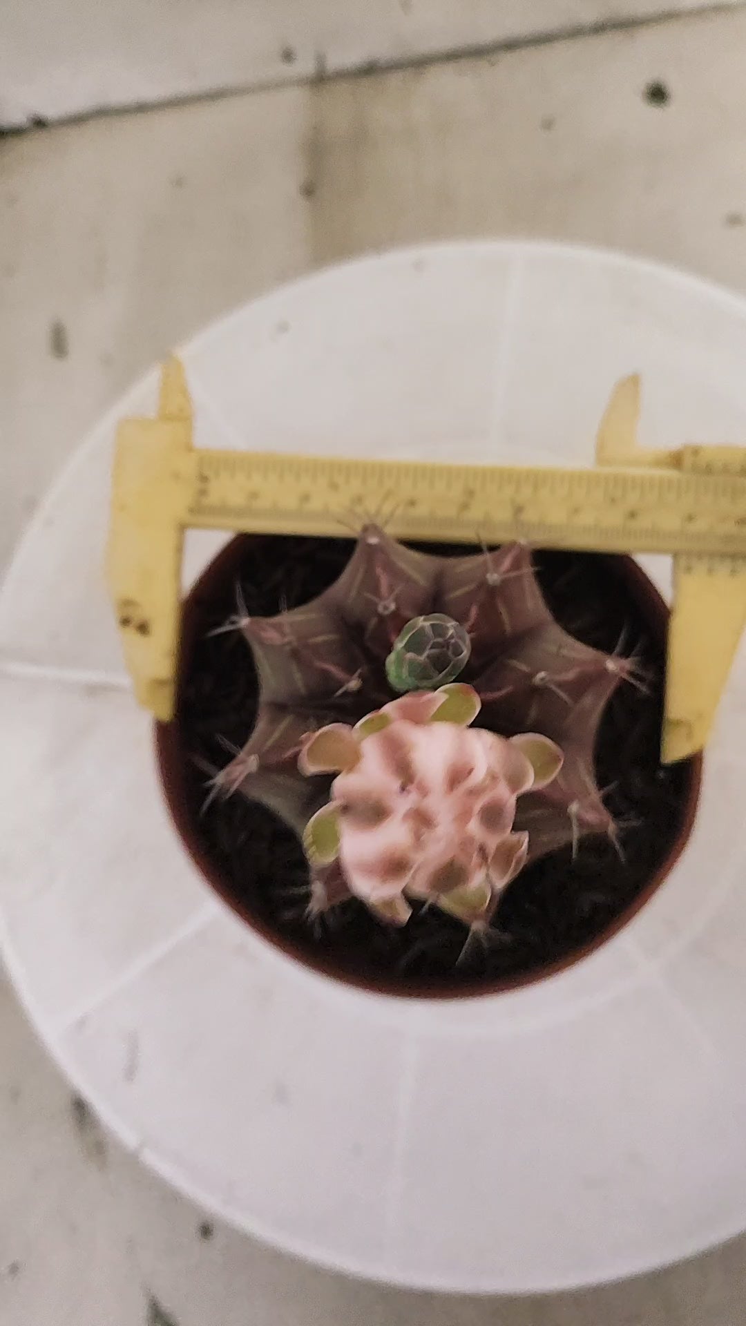 GYMNOCALYCIUM Mihanovichii Variegata Nº 1691 – vaso 11