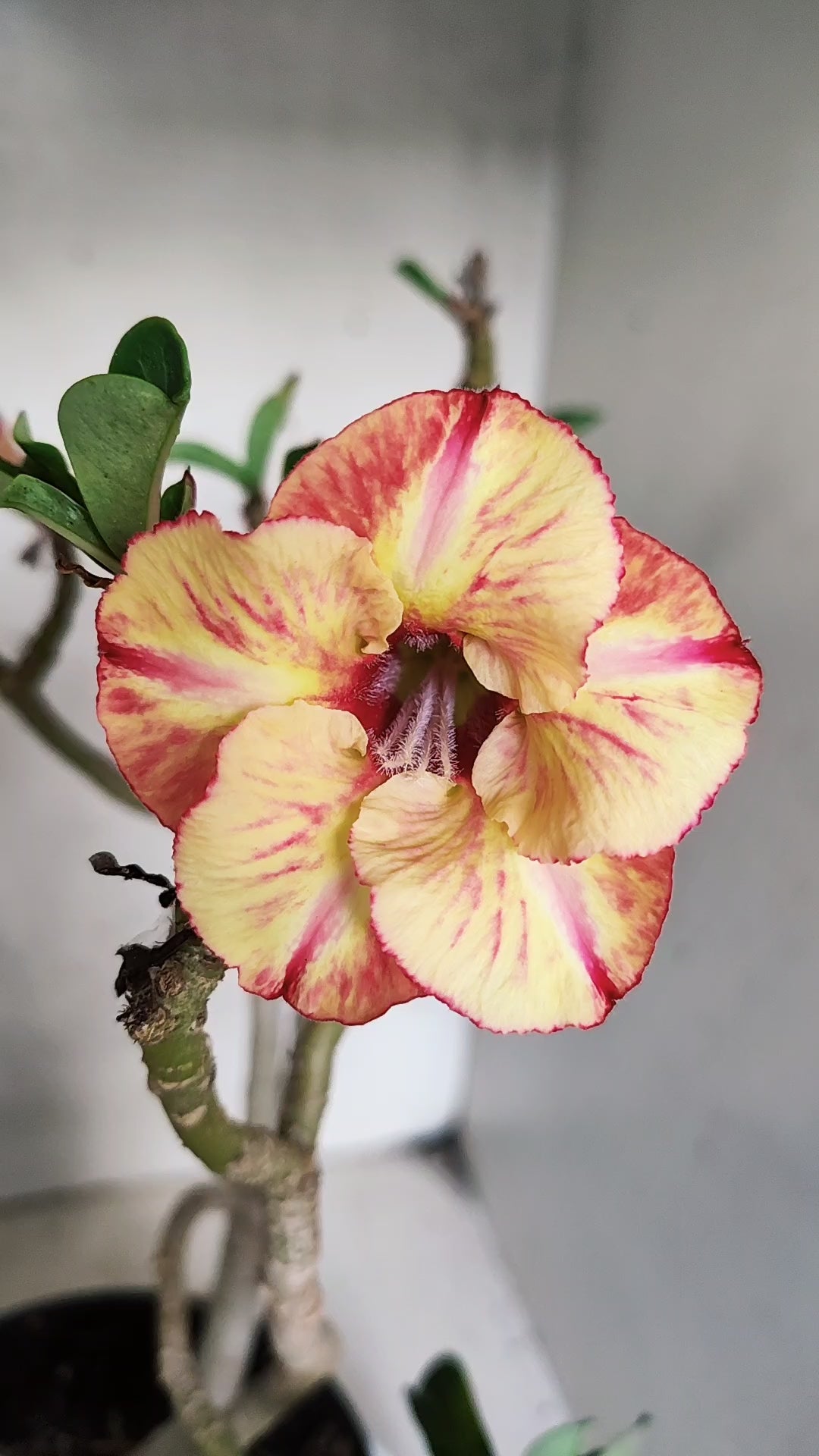 Planta Simples 3567  – 35cm – 03 anos