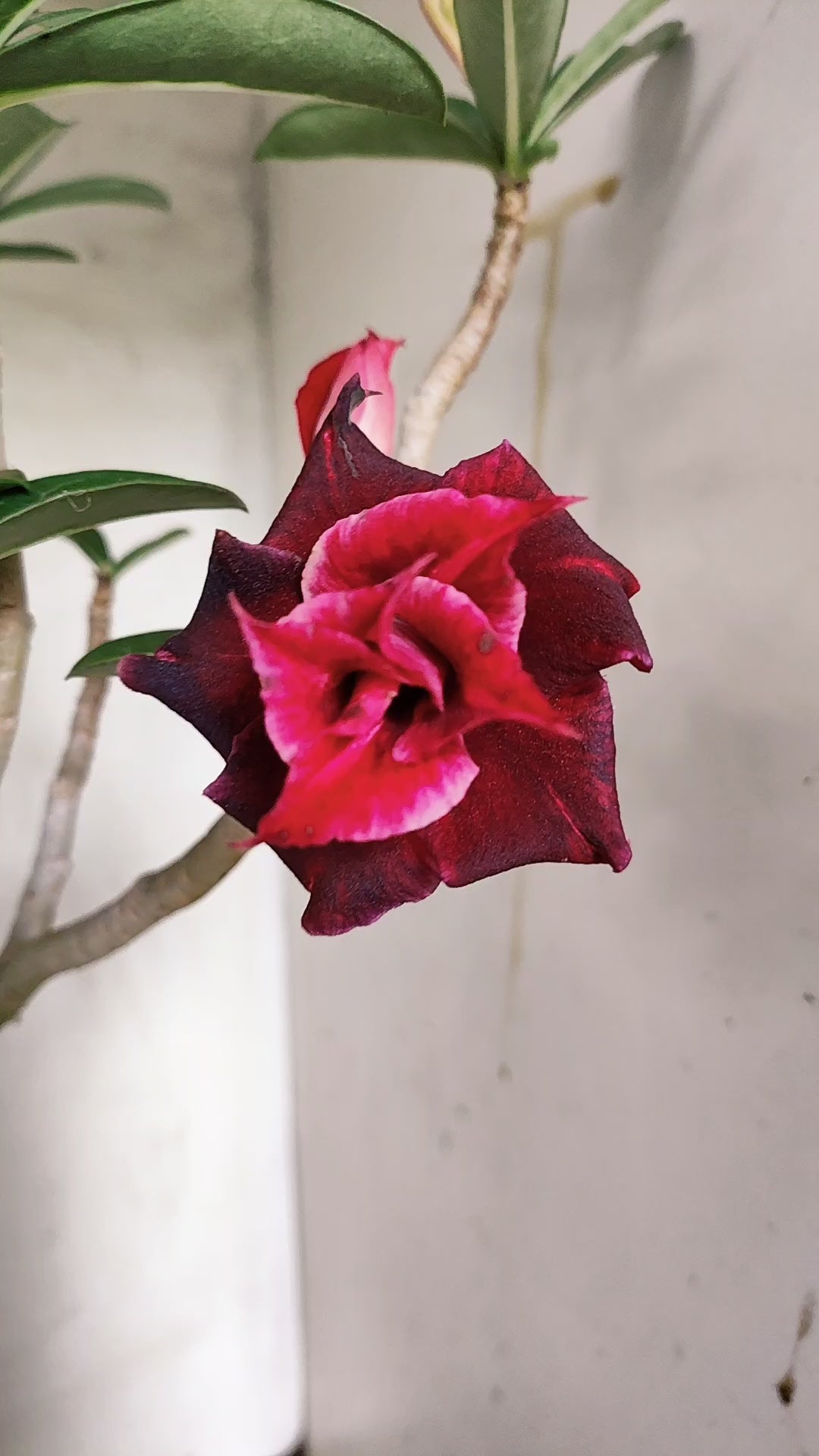 Planta Dobrada 4034 – 35cm – 03 anos - Vaso 15