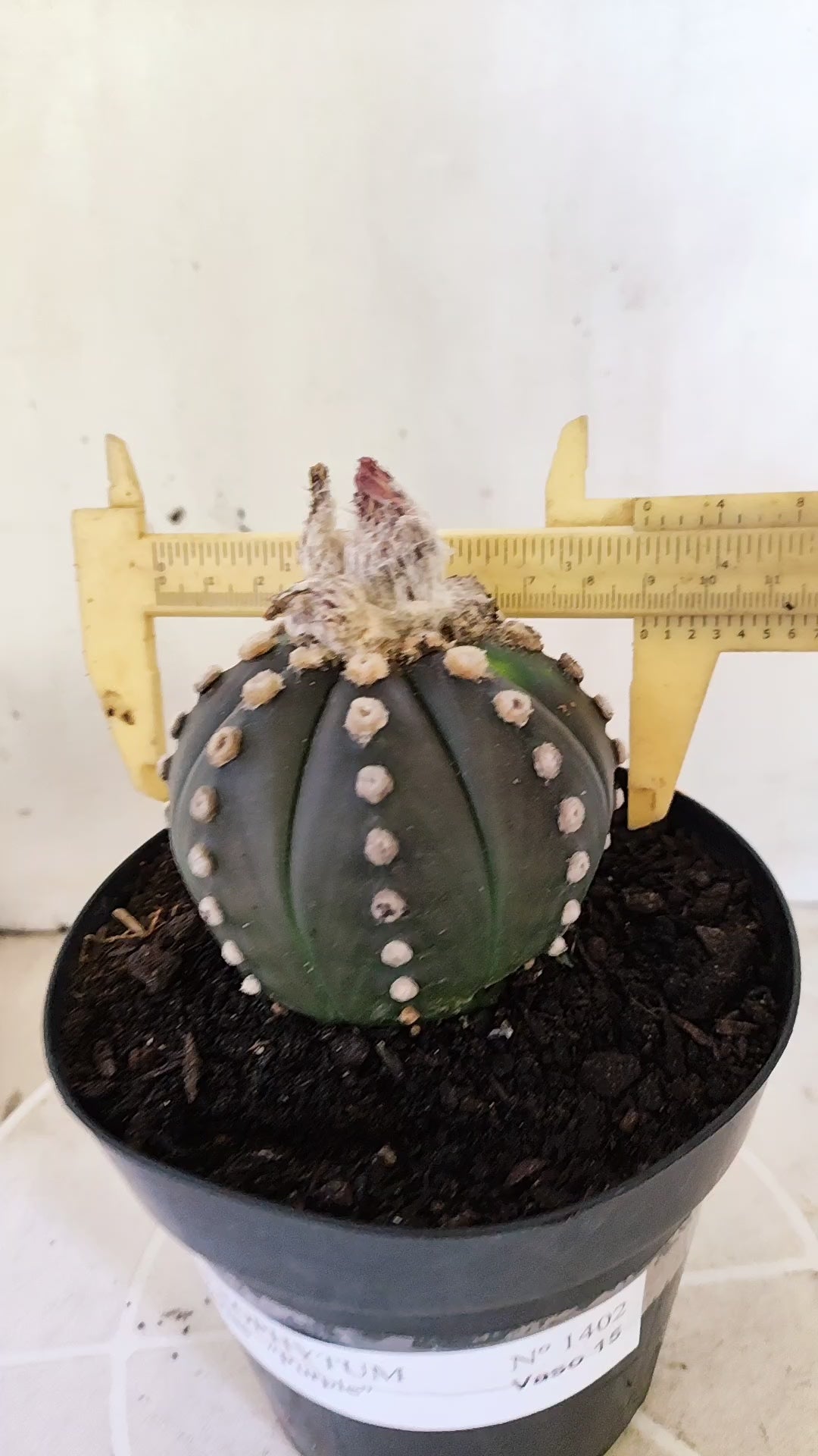 ASTROPHYTUM ASTERIAS “Purple”  Nº 1402 – vaso 15