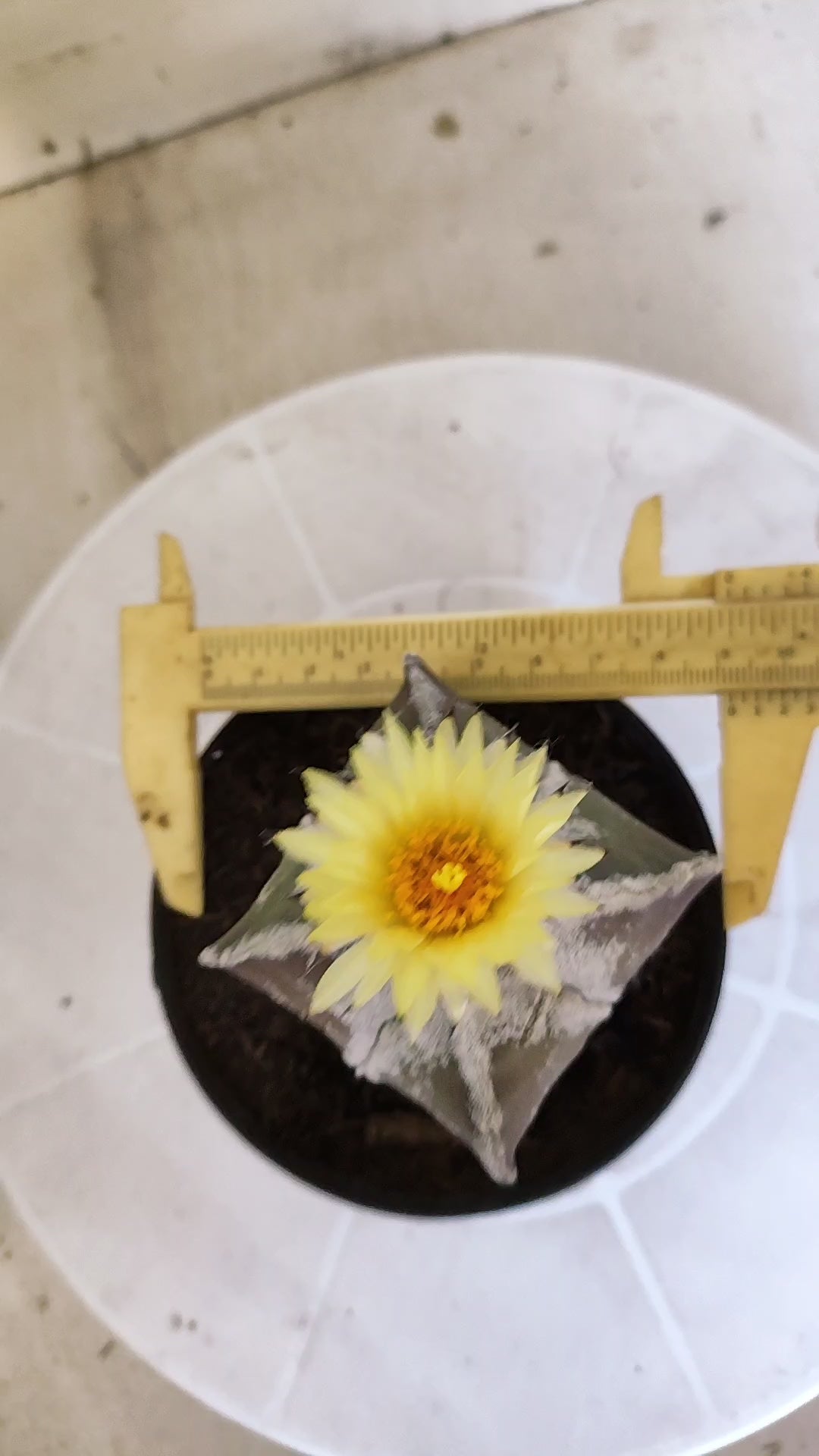ASTROPHYTUM MYRIOSTIGMA "4 quinas" Nº 1389 – vaso 11