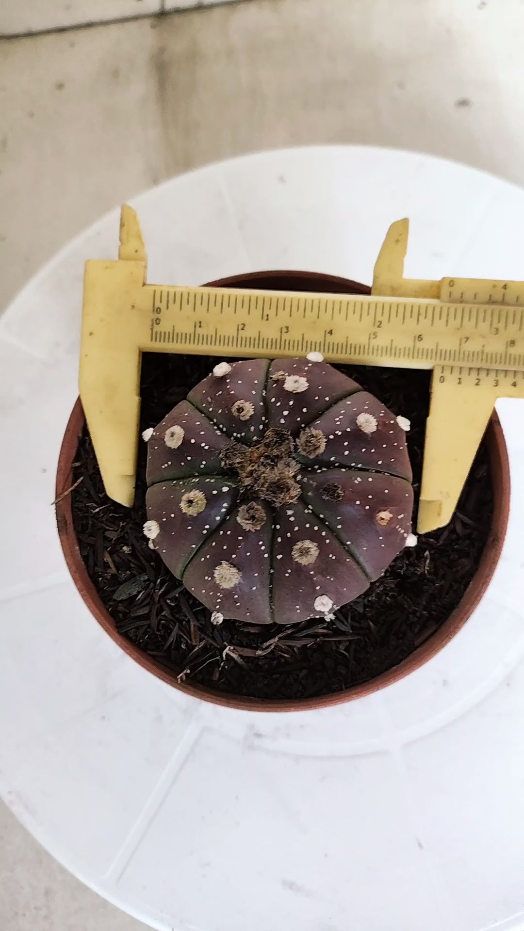 ASTROPHYTUM ASTERIAS “Purple”  Nº 1301 – vaso 11