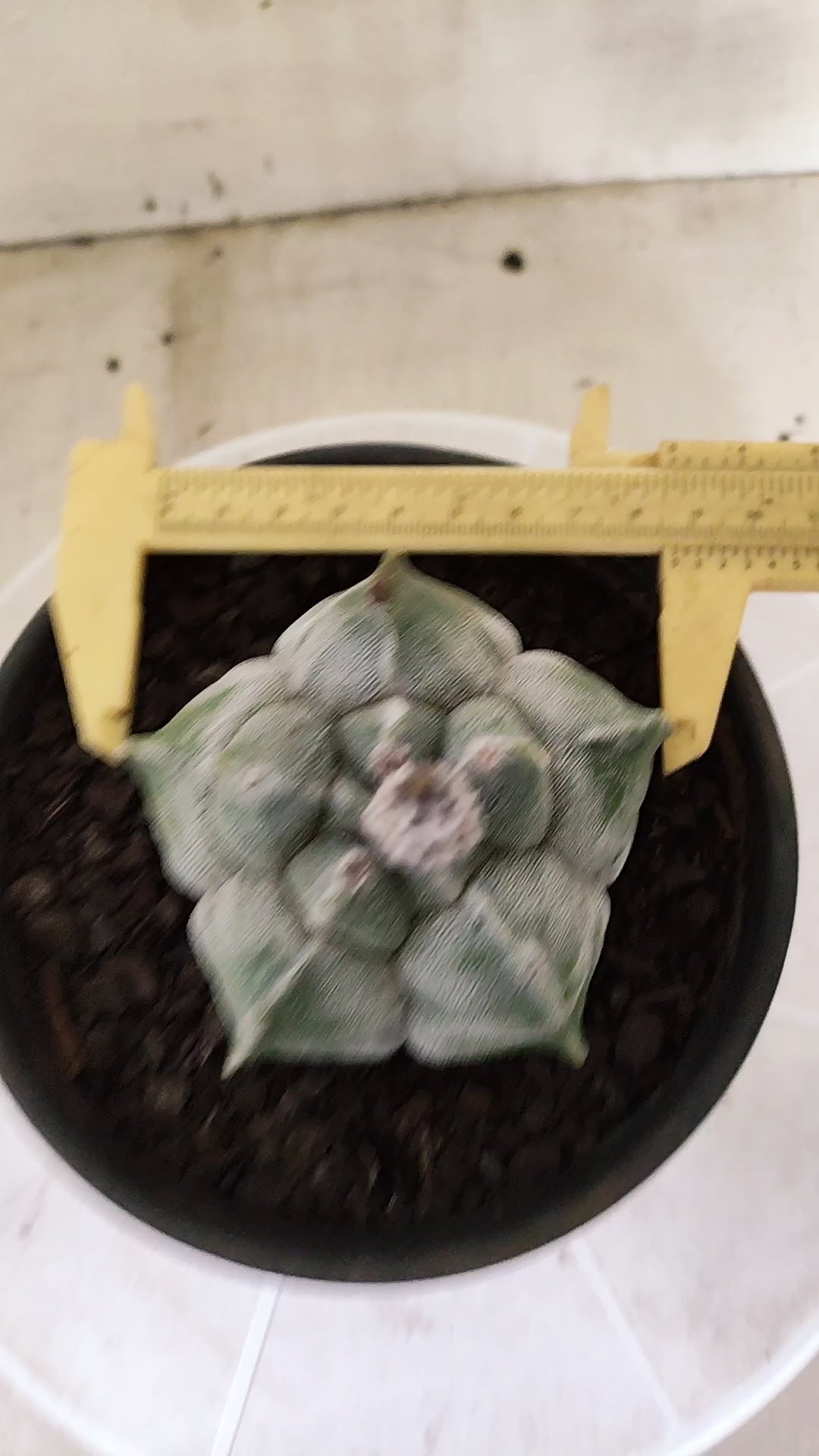 MATRIZ ASTROPHYTUM cv KIKKO  Nº 1721 – vaso 15