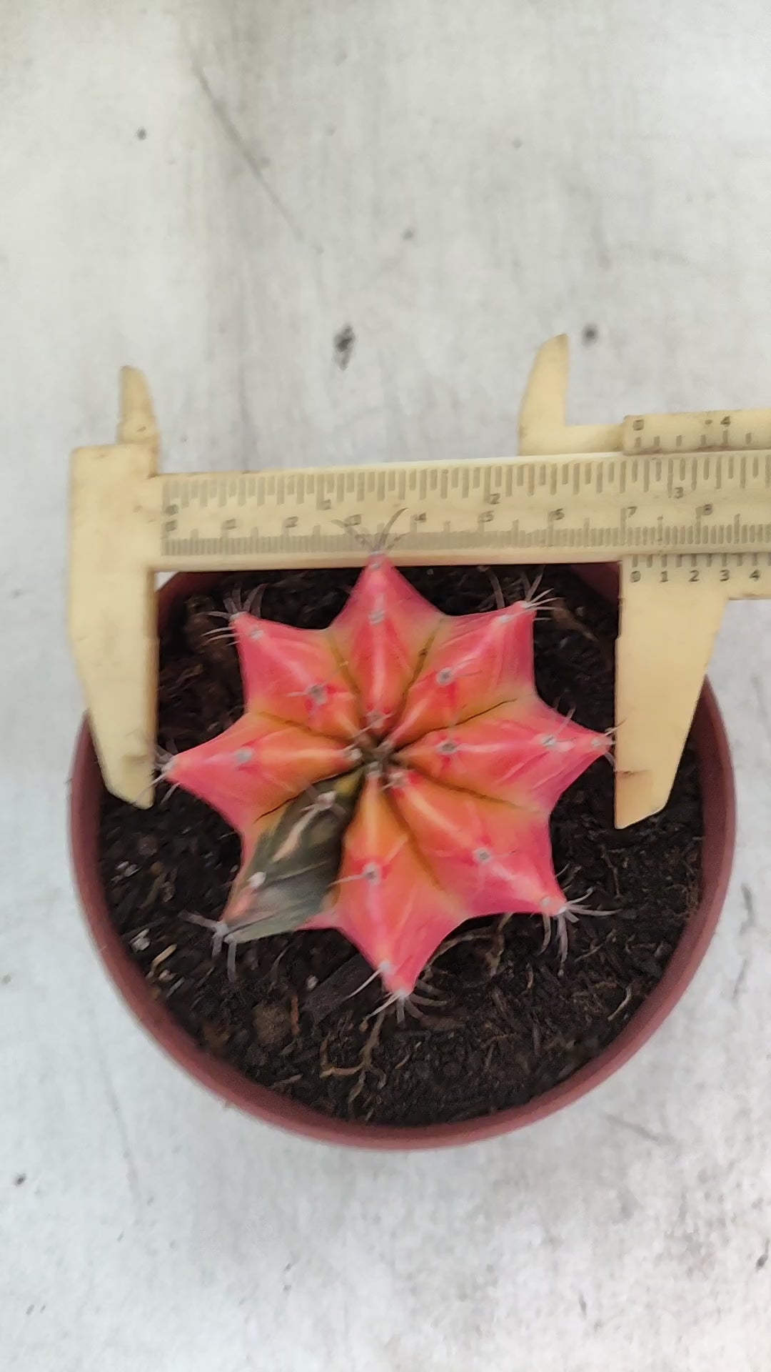 GYMNOCALYCIUM Mihanovichii "Variegata" Nº 709 – vaso 11