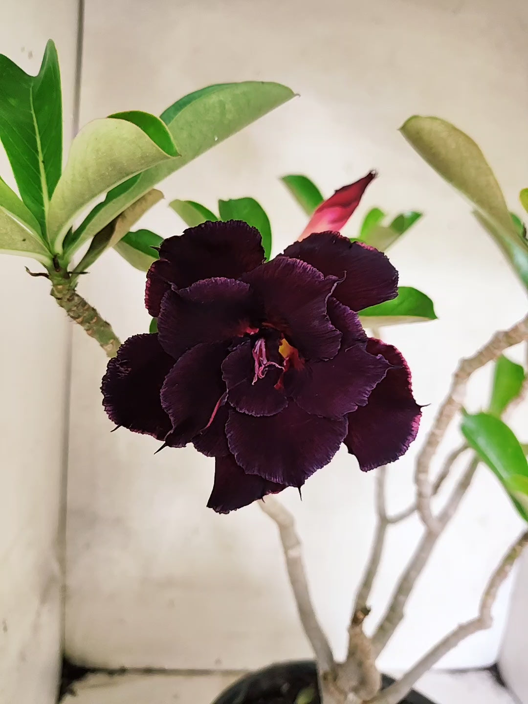 Planta Dobrada 3852 – 40cm – 03 anos