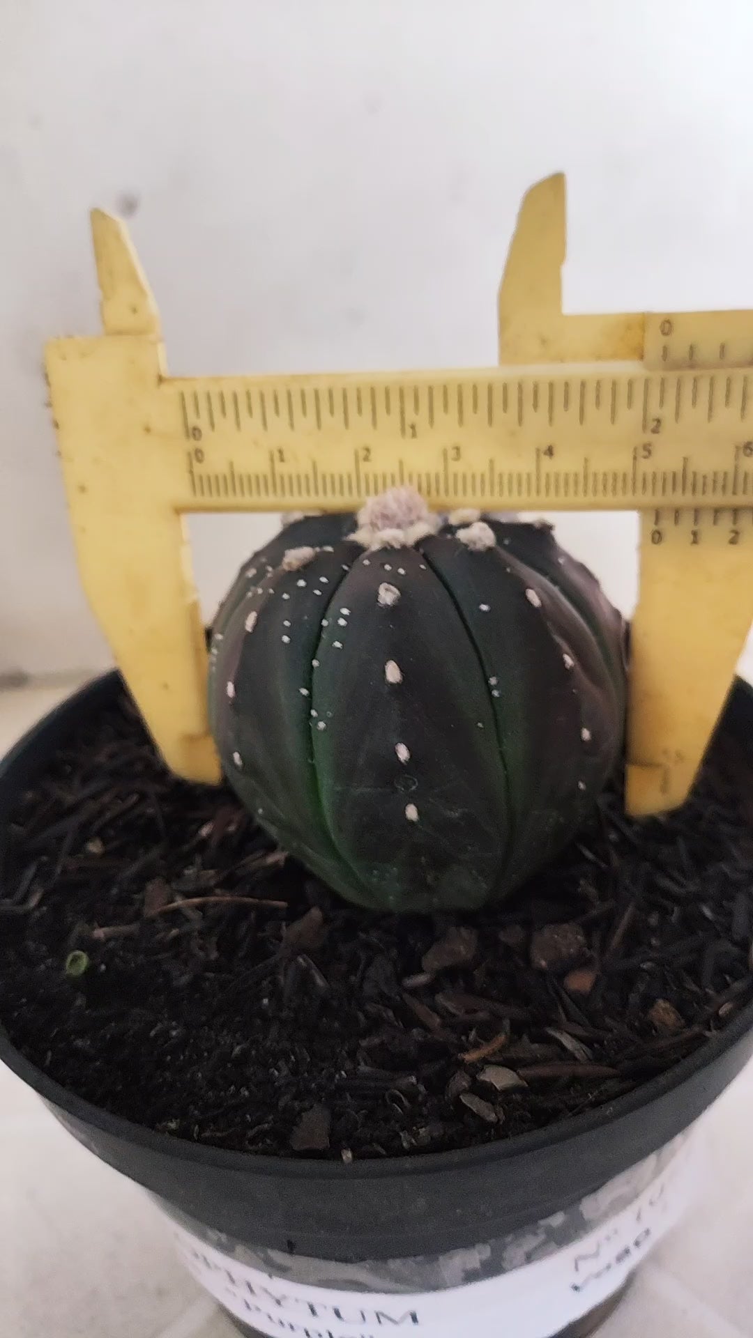 ASTROPHYTUM ASTERIAS “Purple”  Nº 1097 – vaso 11
