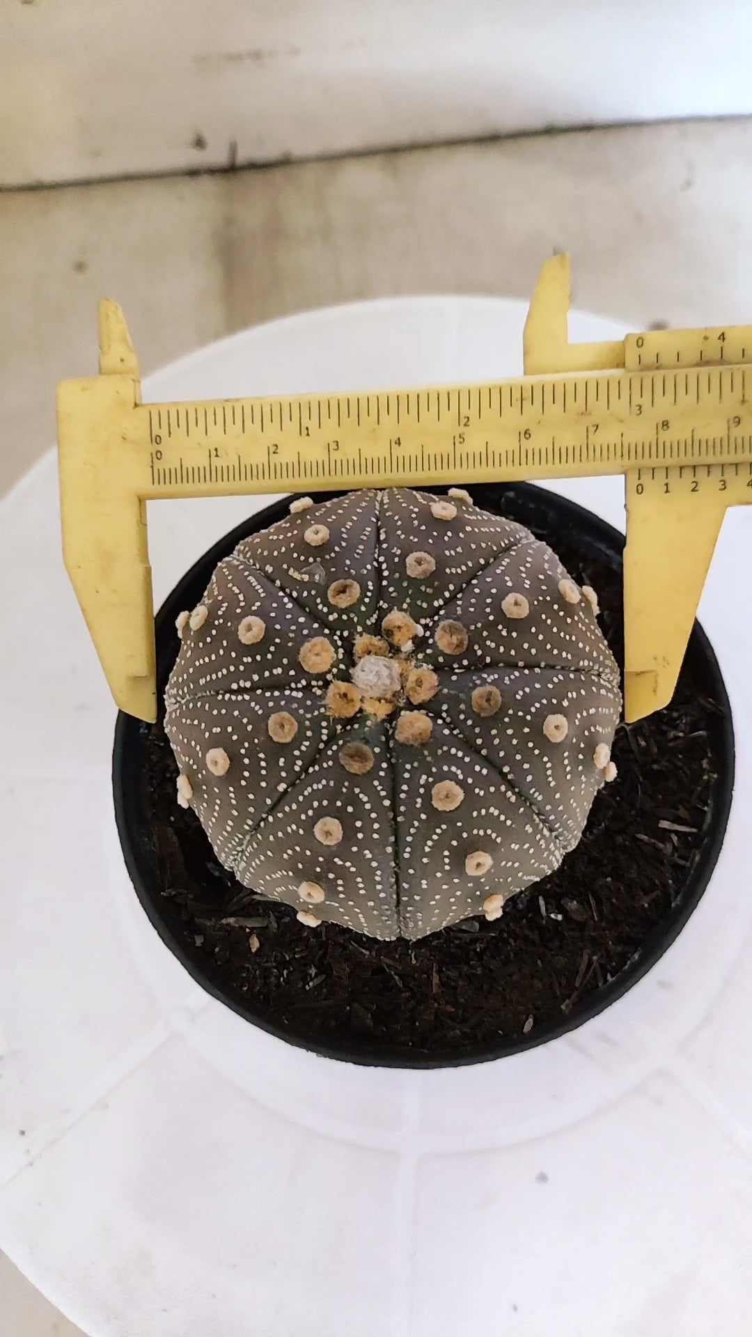 ASTROPHYTUM ASTERIAS “Purple”  Nº 1103 – vaso 11
