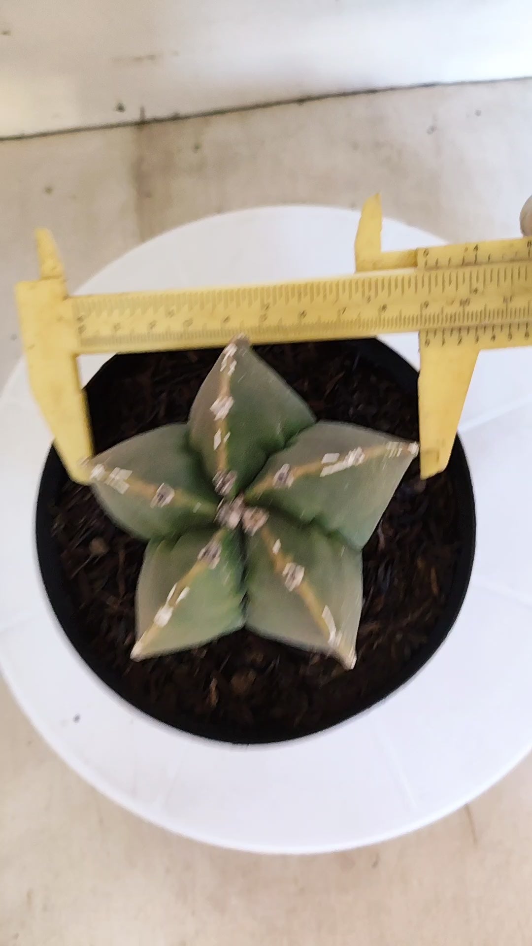 ASTROPHYTUM cv KIKKO "Hakkun" Nº 1209 – vaso 15