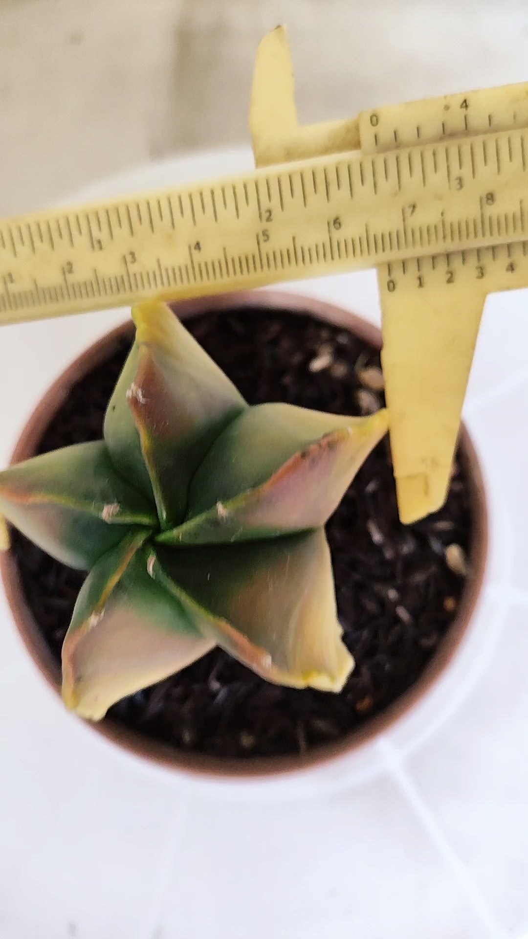 ASTROPHYTUM MYRIOSTIGMA "Variegata" Nº 1146 – vaso 11