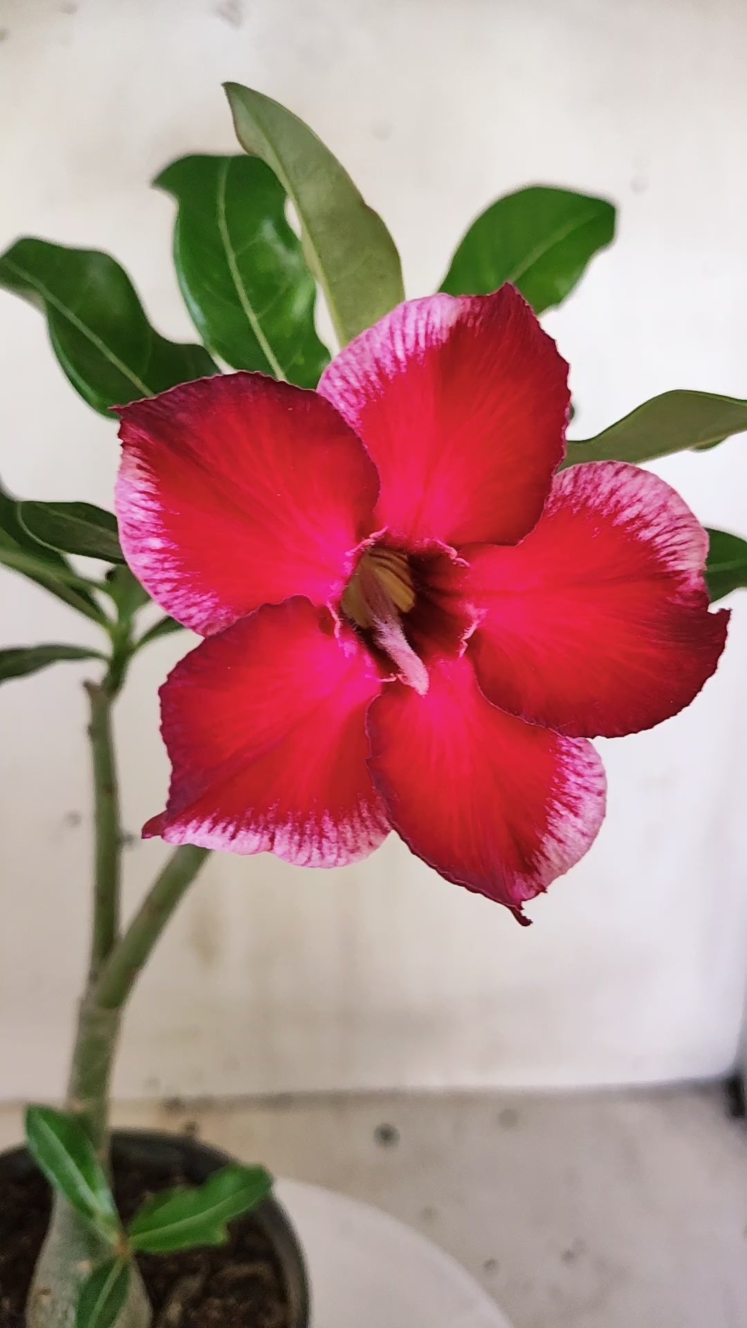 Planta Simples 3655 – 25cm – 01 ano - vaso 15