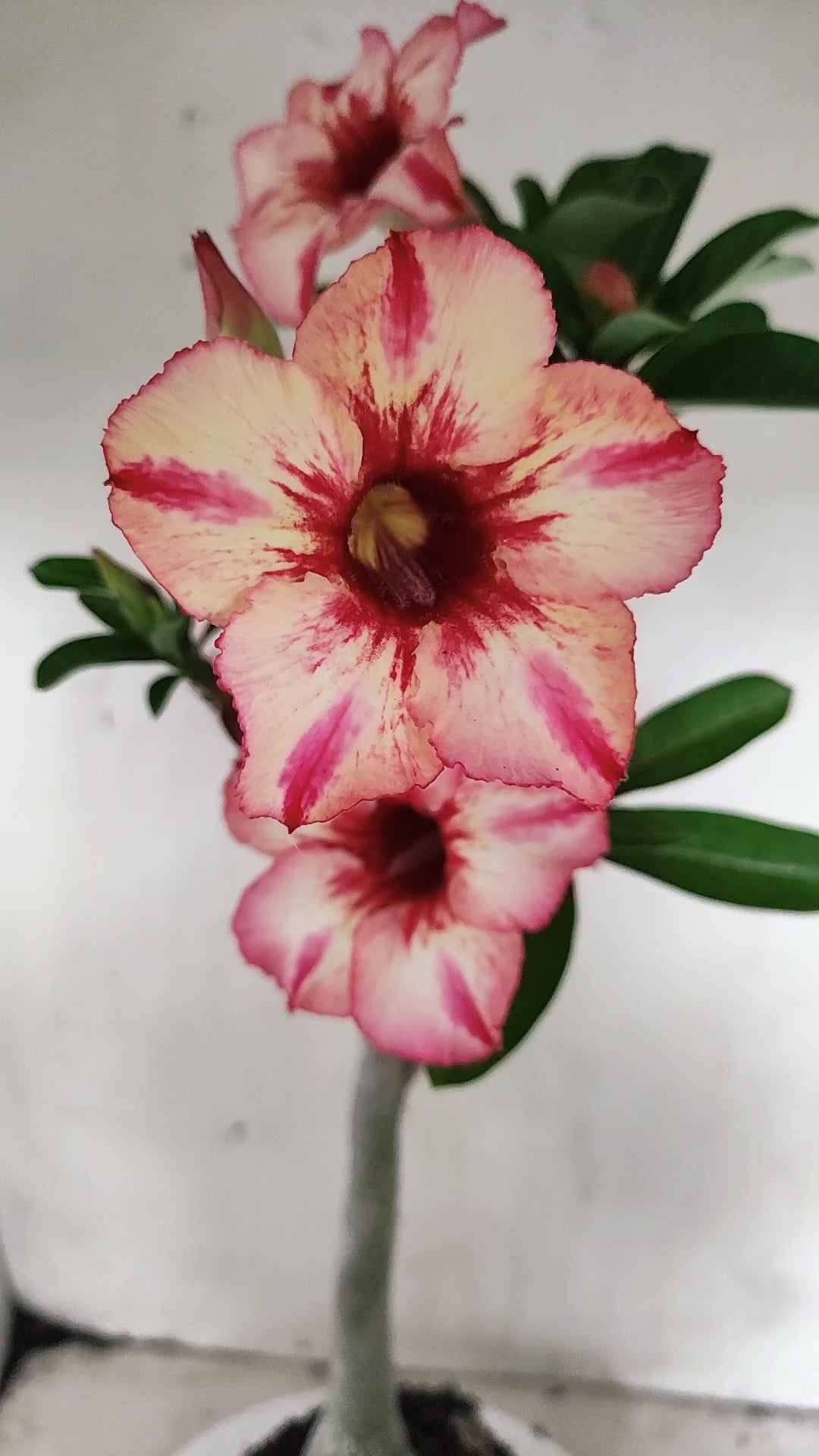 Planta Simples 3659 – 35cm – 03 anos - vaso 15