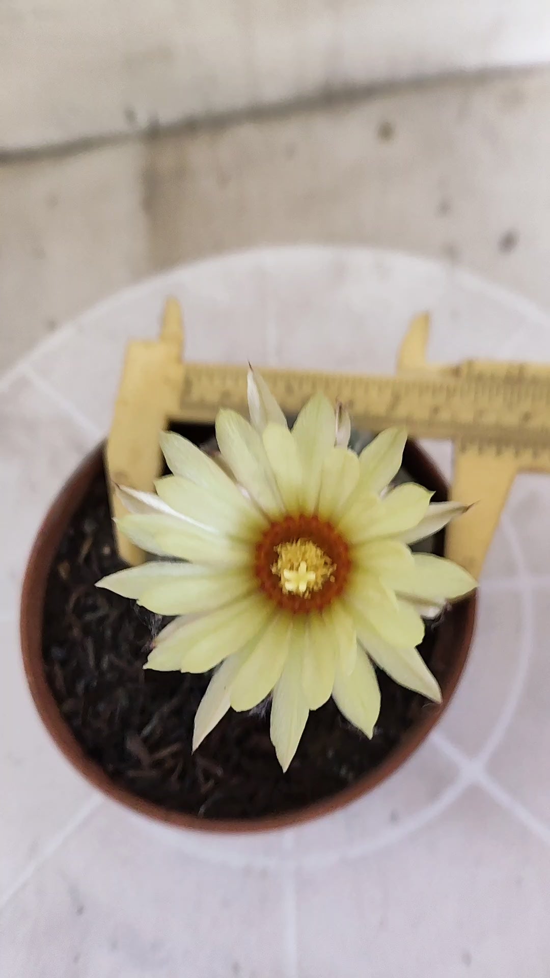ASTROPHYTUM ASTERIAS STAR SHAPE "PURPLE" Nº 1161 – vaso 11