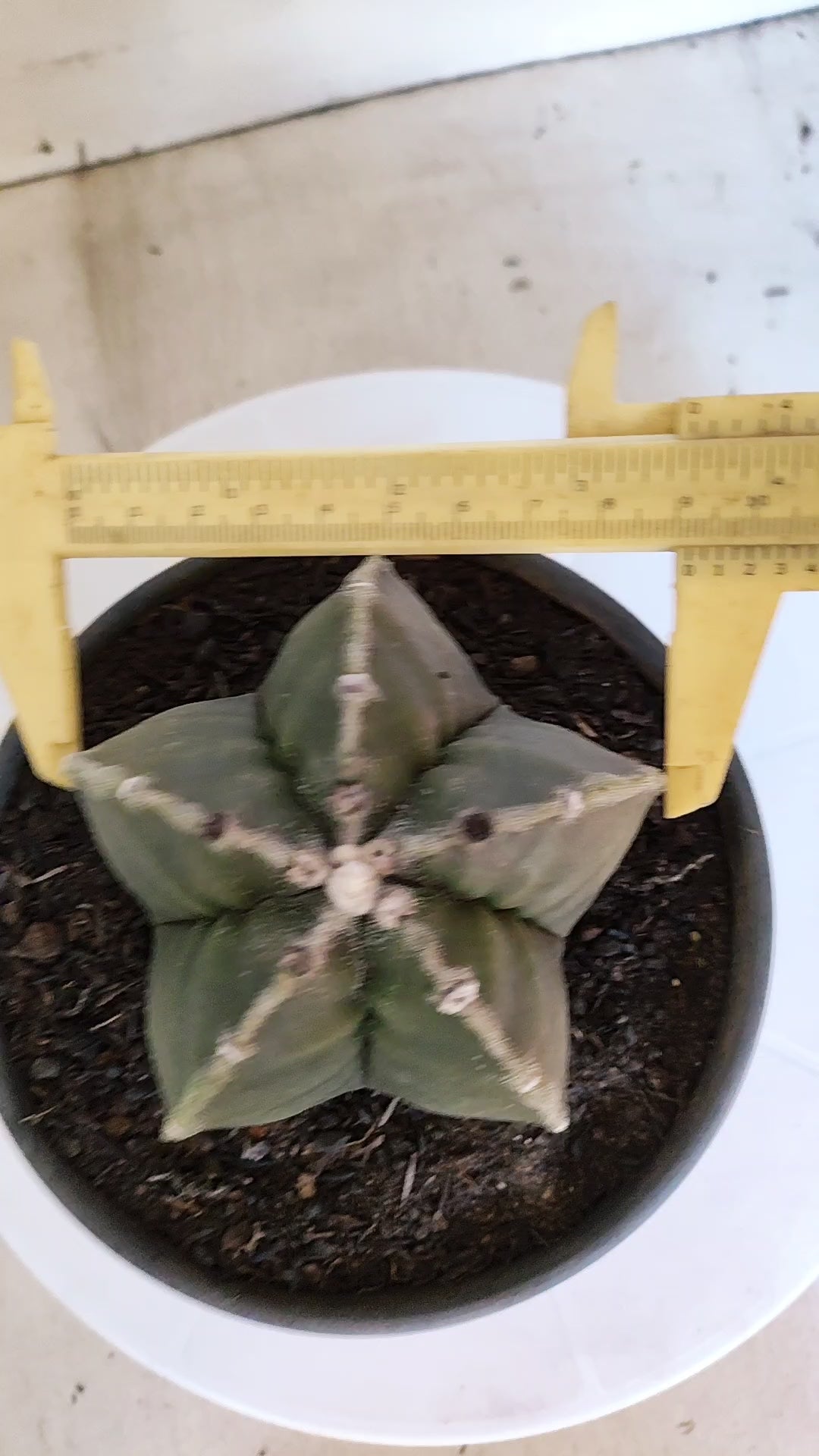 MATRIZ ASTROPHYTUM cv KIKKO  Nº 1301 – vaso 15