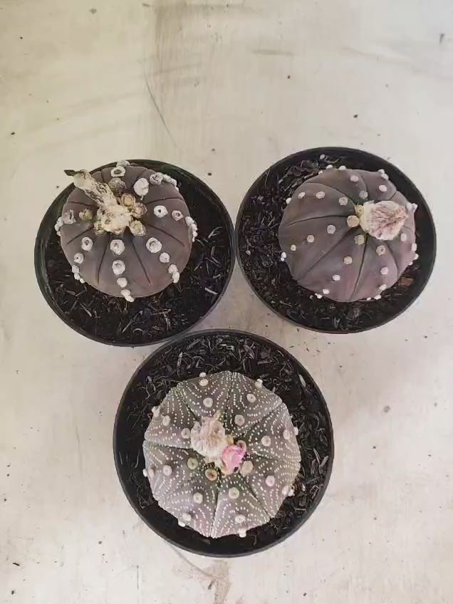 Kit 3 Astrophytum Asterias PURPLE - O Cacto Estrela - vaso 11 (Coleção Especial)