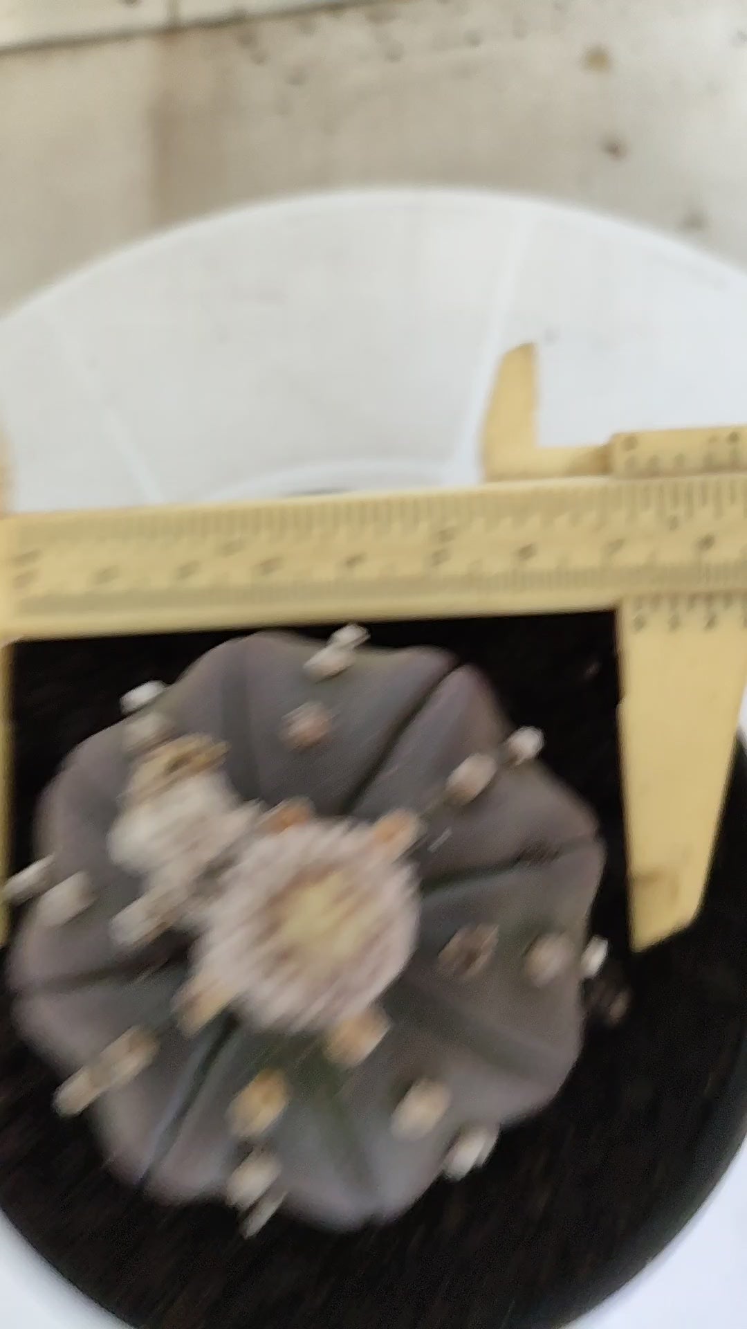 ASTROPHYTUM ASTERIAS Purple "STAR SHAPE" Nº 1258 – vaso 11
