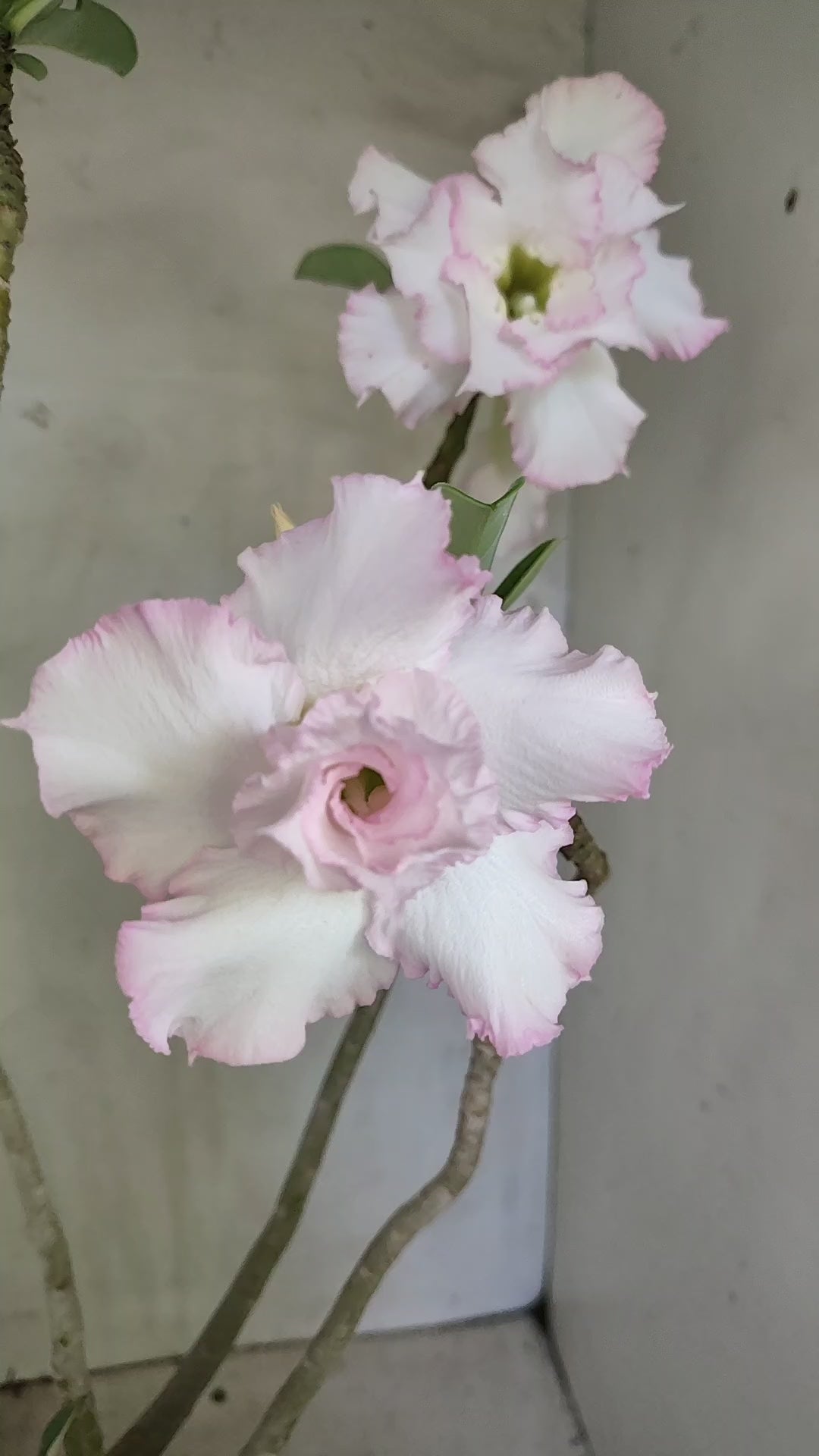 Planta Dobrada 4017 – 40cm – 03 anos - Vaso 15