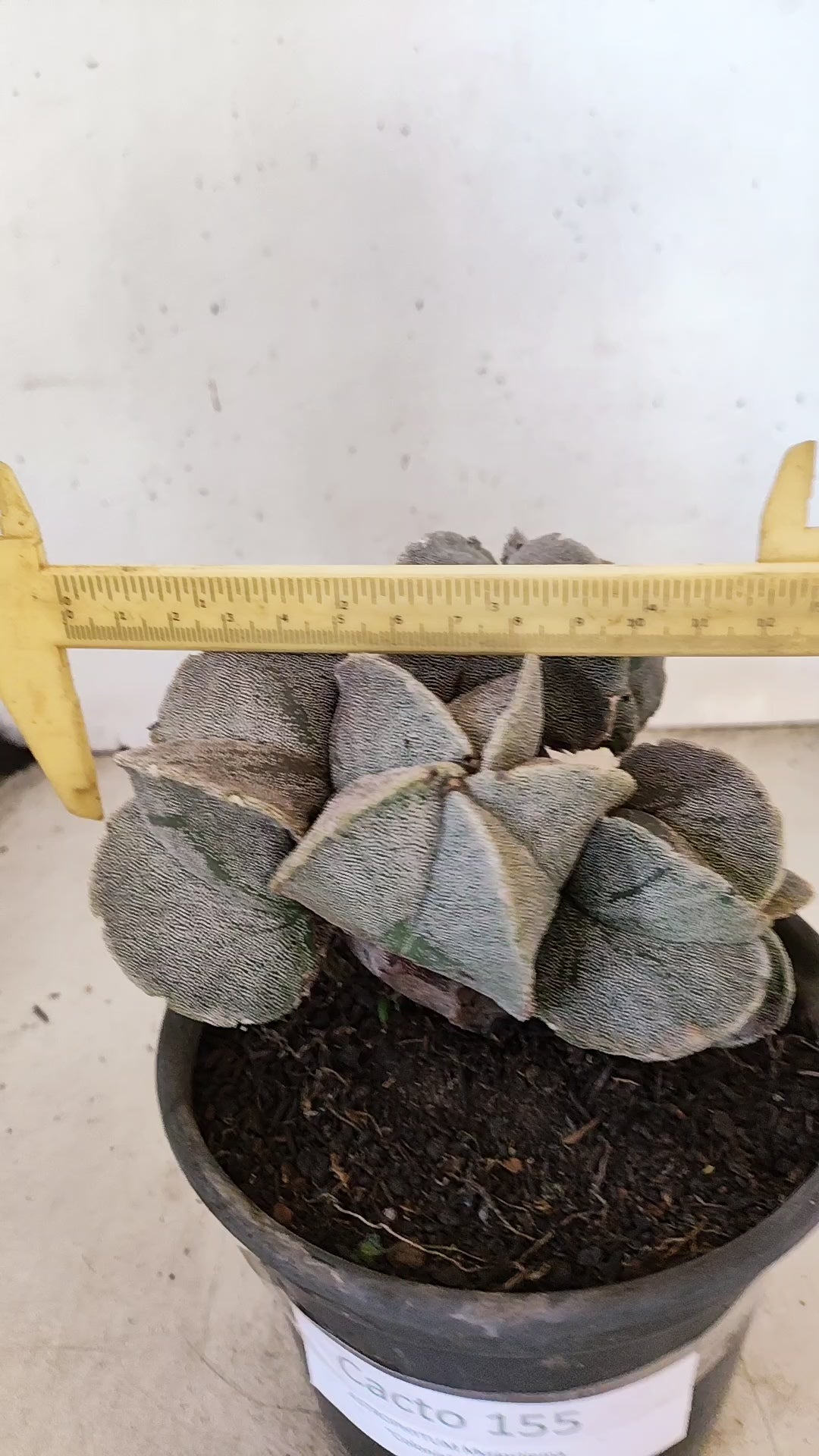 ASTROPHYTUM MYRIOSTIGMA "Colonia" Nº 155 – vaso 15