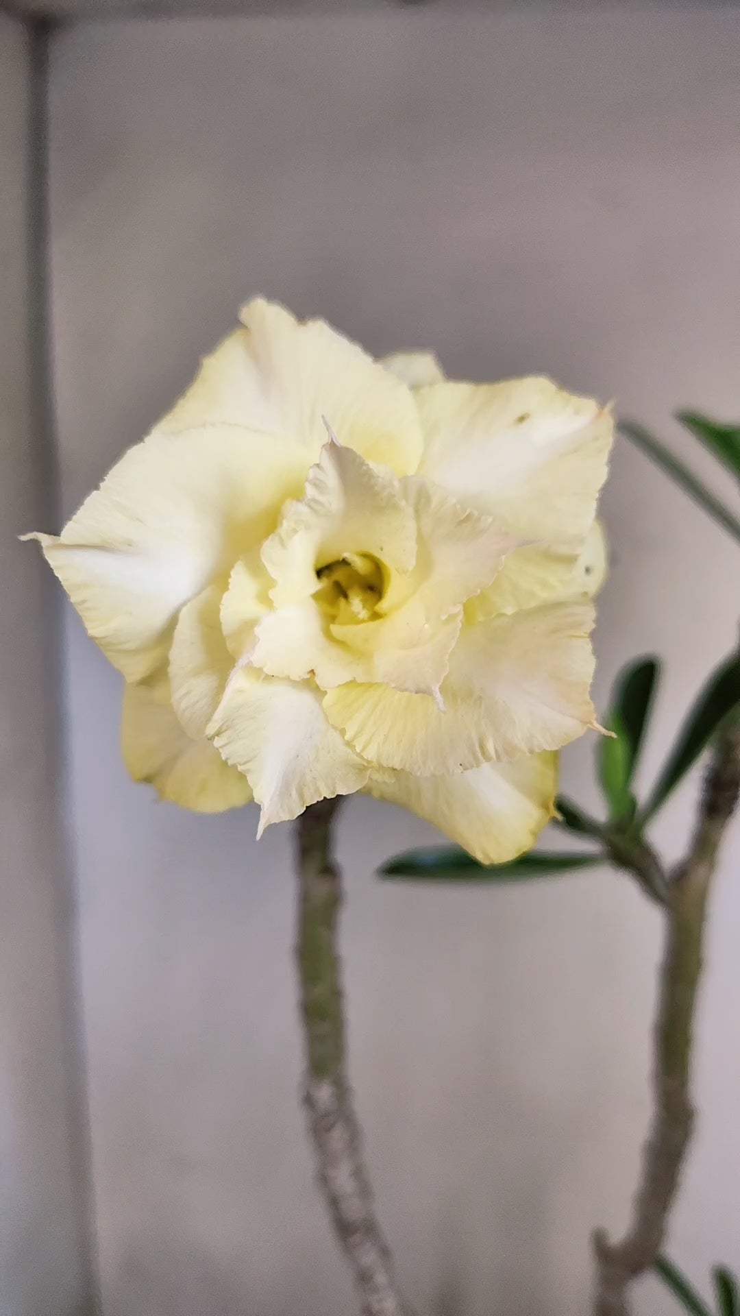 Planta Dobrada 4040 – 40cm – 03 anos - Vaso 17