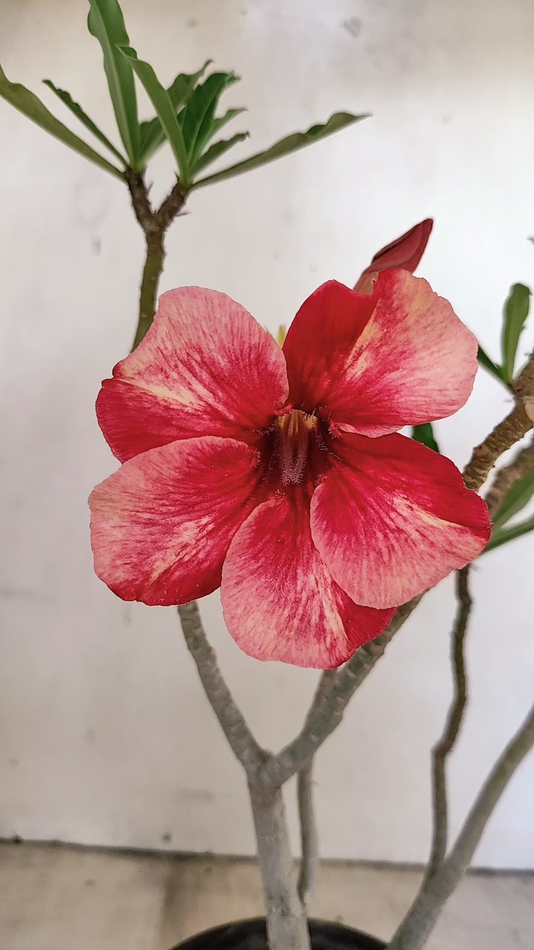 Planta Simples 3539 – 30cm – 02 anos