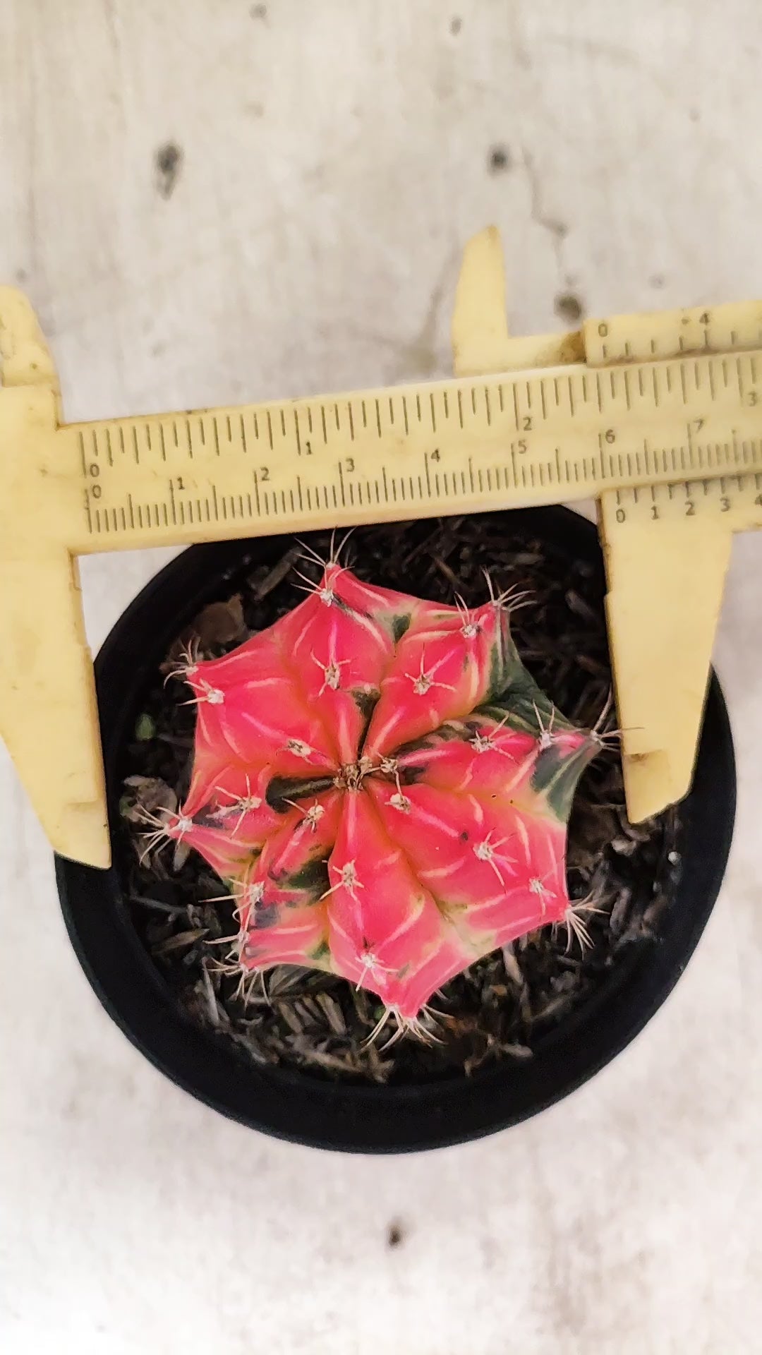 GYMNOCALYCIUM Mihanovichii Nº 633 – vaso 09