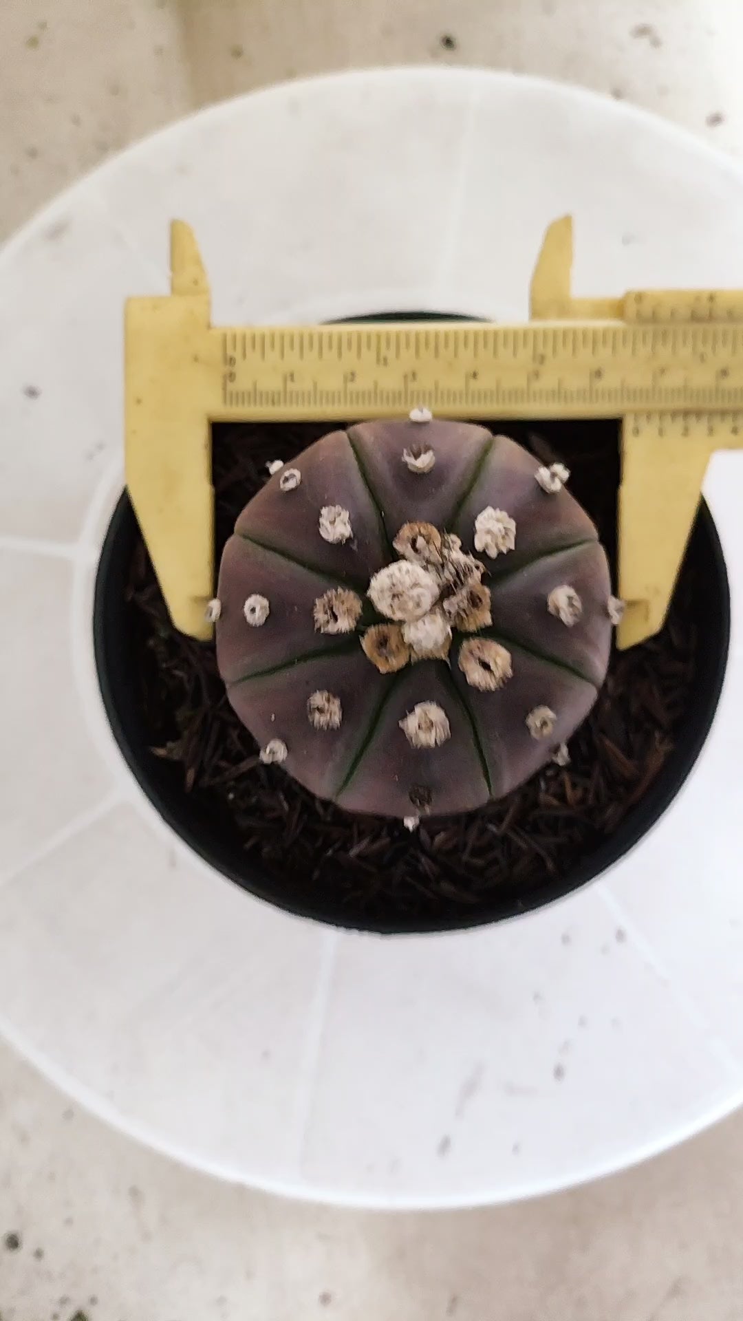 MATRIZ ASTROPHYTUM ASTÉRIAS "Purple" Nº 1061 – vaso 11