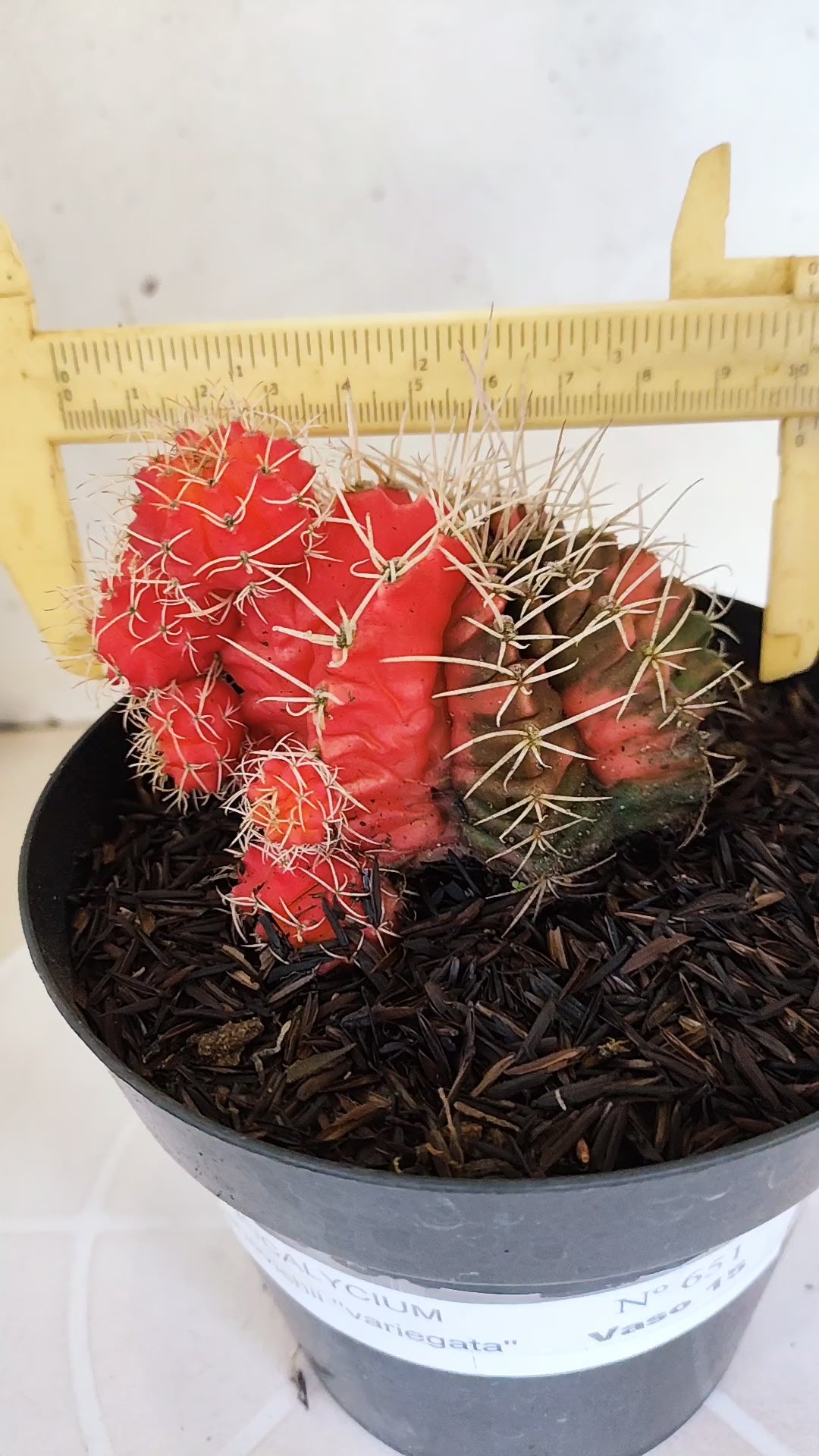 GYMNOCALYCIUM Mihanovichii "Variegata" Nº 651 – vaso 15