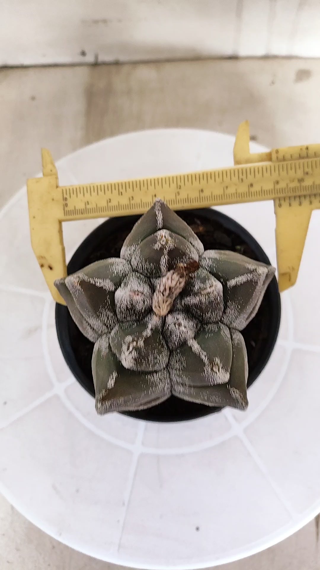 MATRIZ ASTROPHYTUM cv KIKKO   Nº 1333 – vaso 11