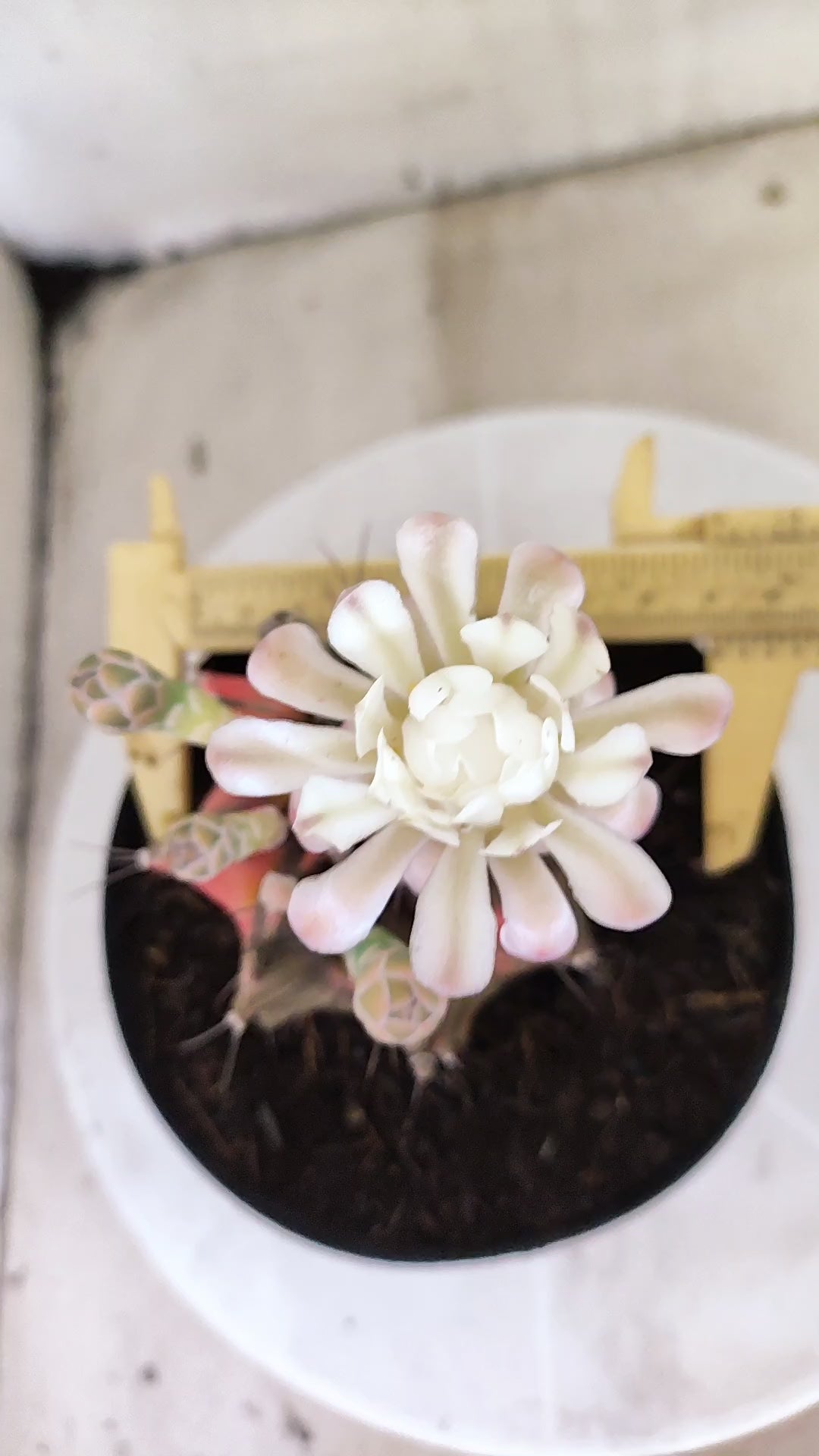 GYMNOCALYCIUM Mihanovichii Variegata Nº 1684 – vaso 15