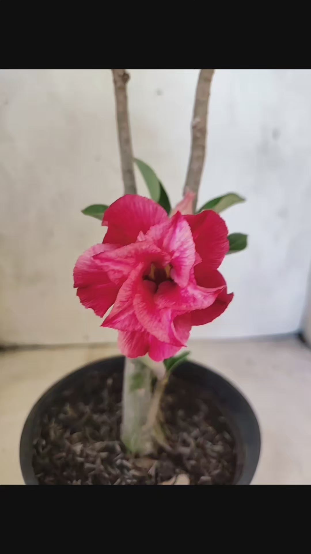 Planta Dobrada 3835 – 30cm – 02 anos
