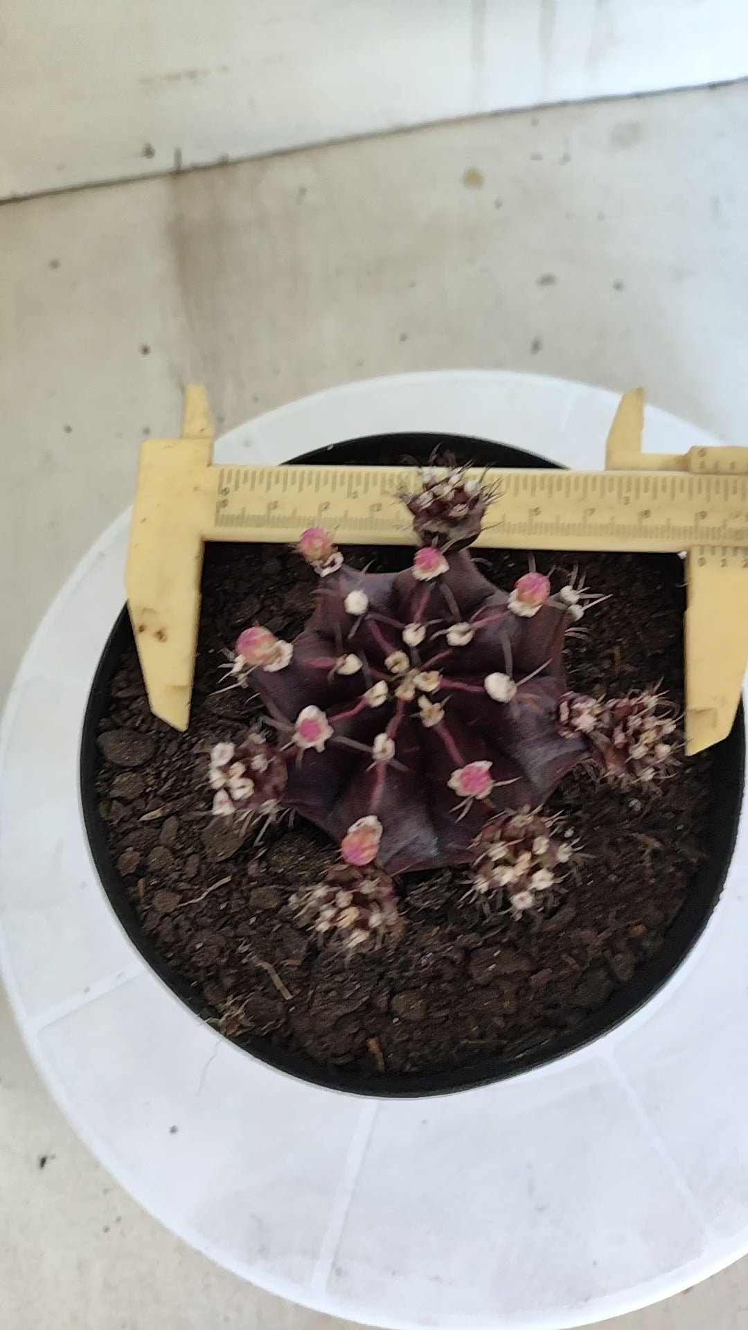 Gymnocalycium Mihanovichii “Purple Proliferum” Nº 611  – vaso 15