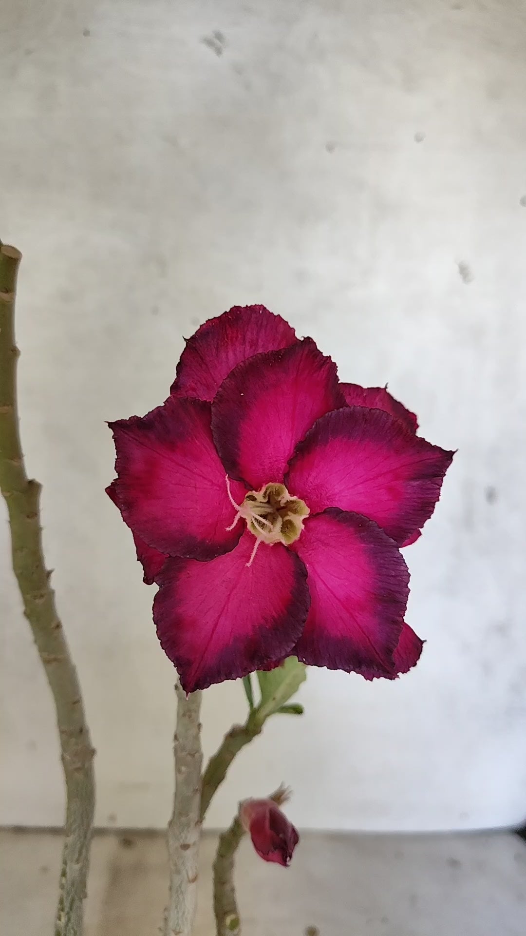 Planta Dobrada 3911 – 35cm – 03 anos